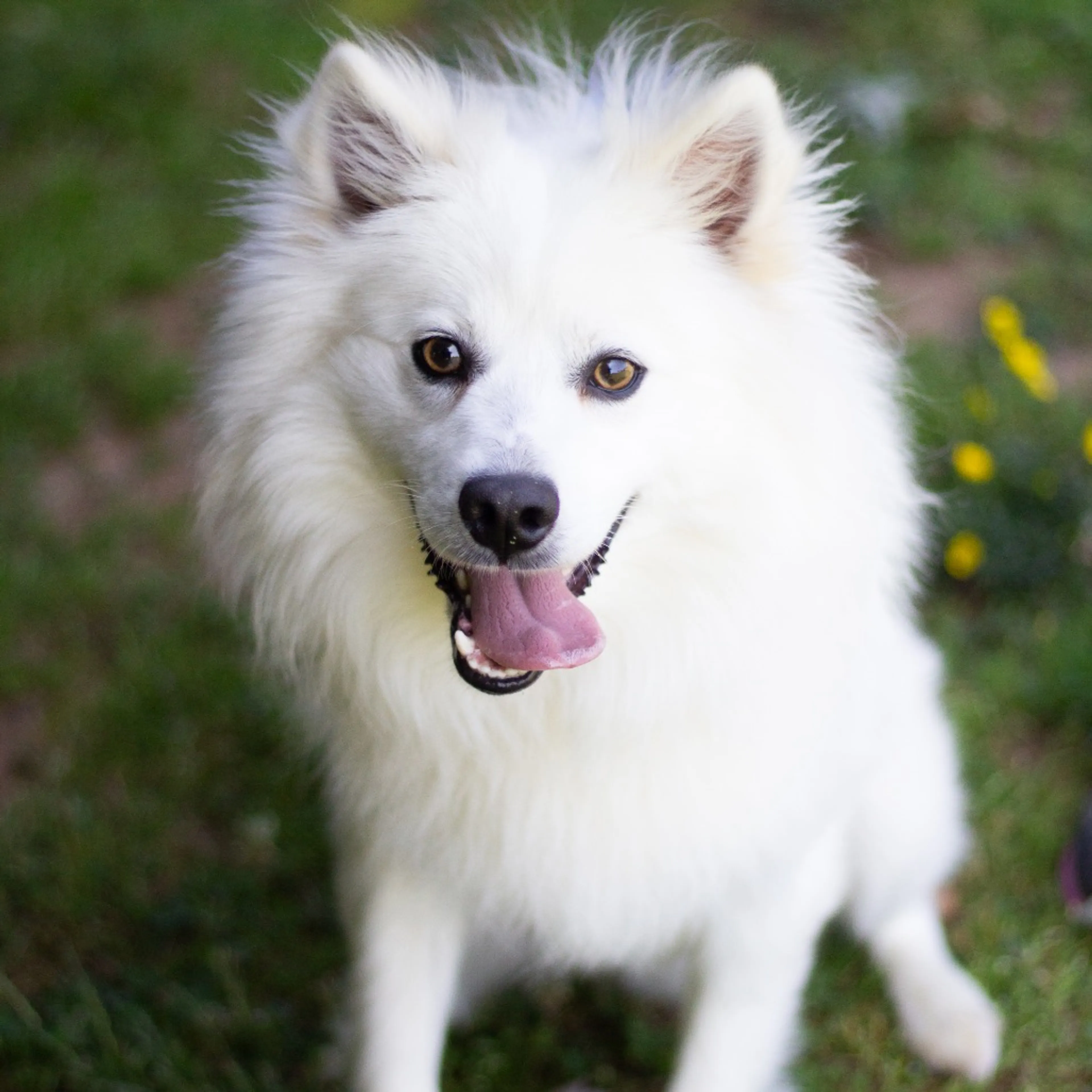Found pet-2