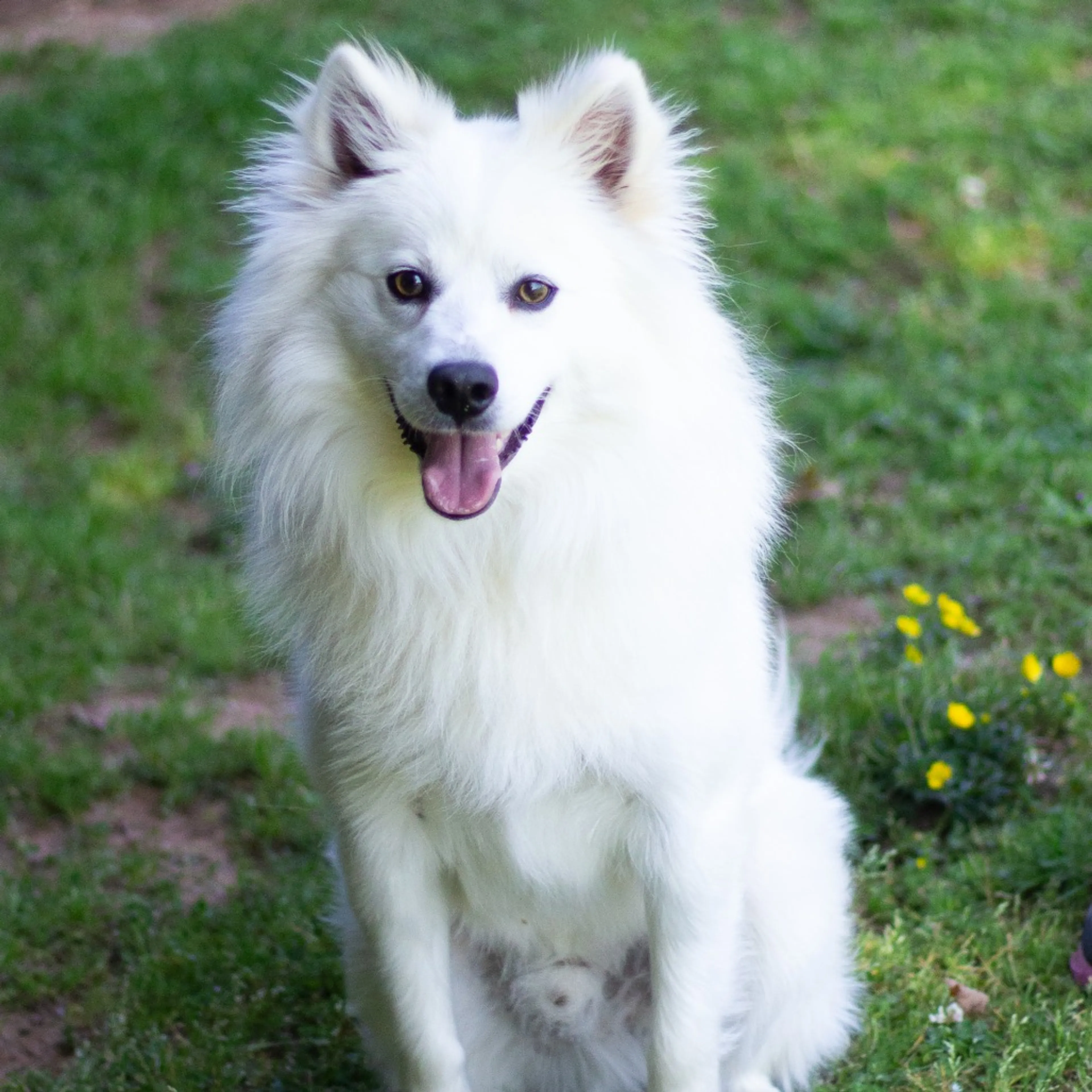 Found pet-1