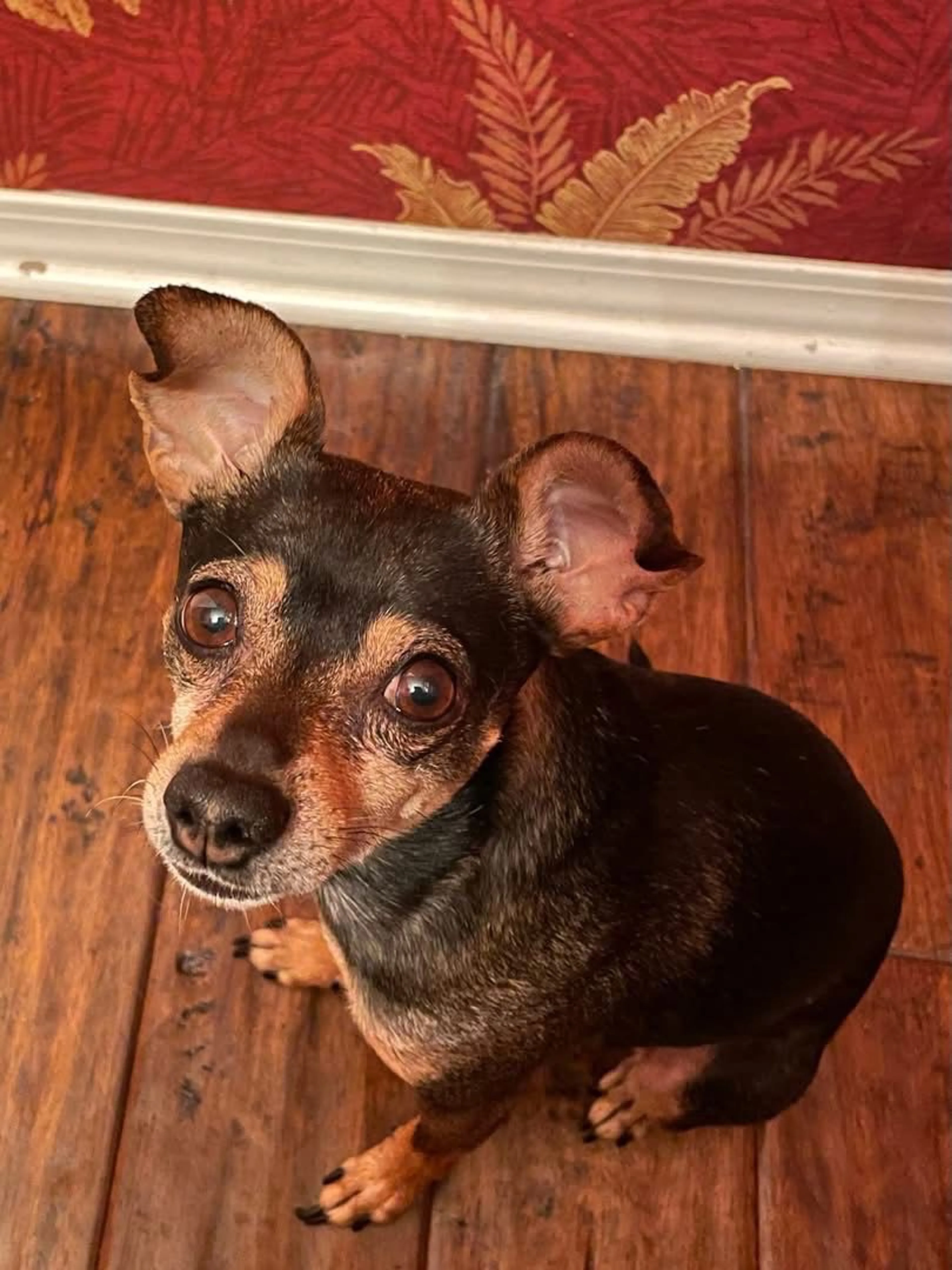 Lost pet