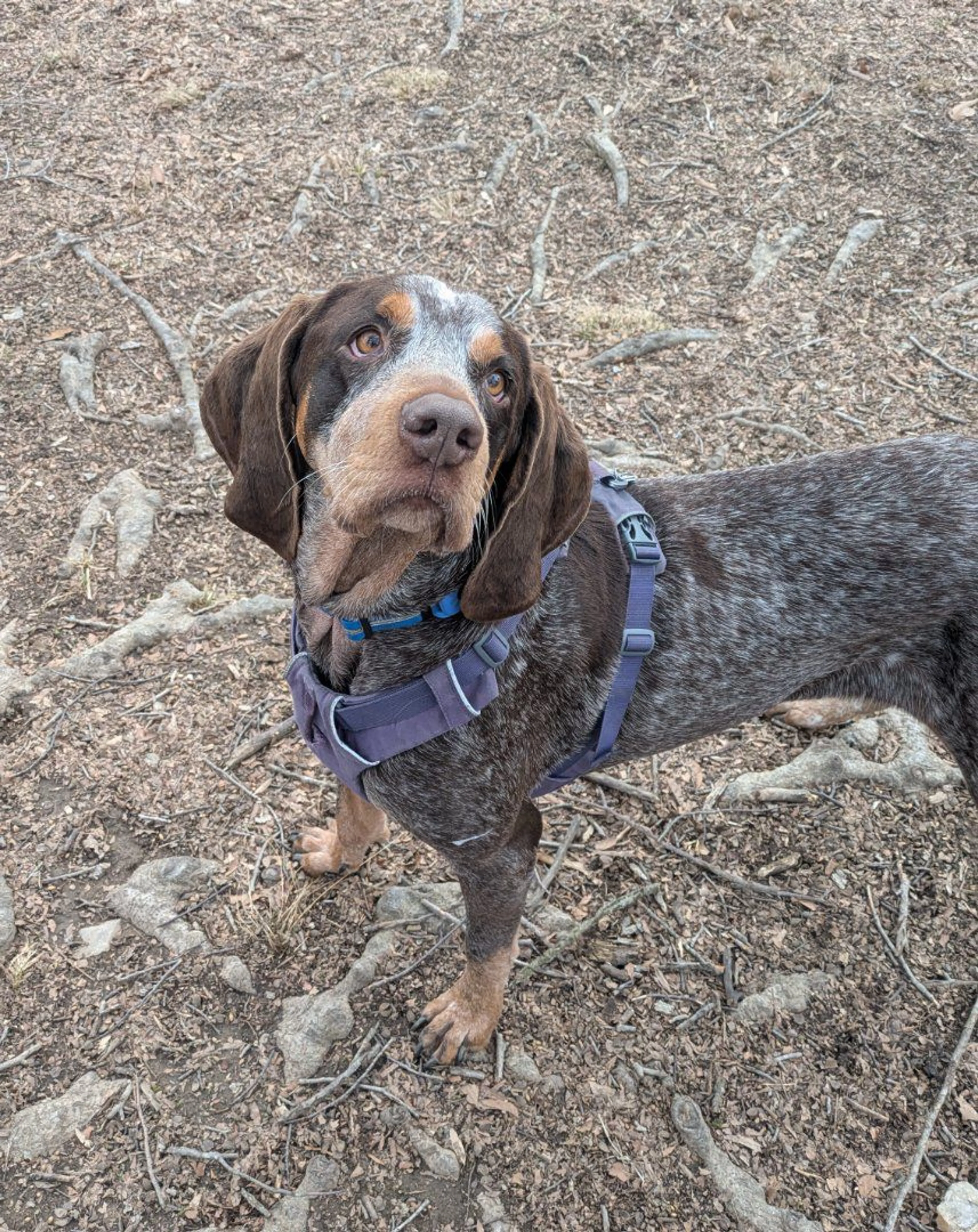 Lost pet-4