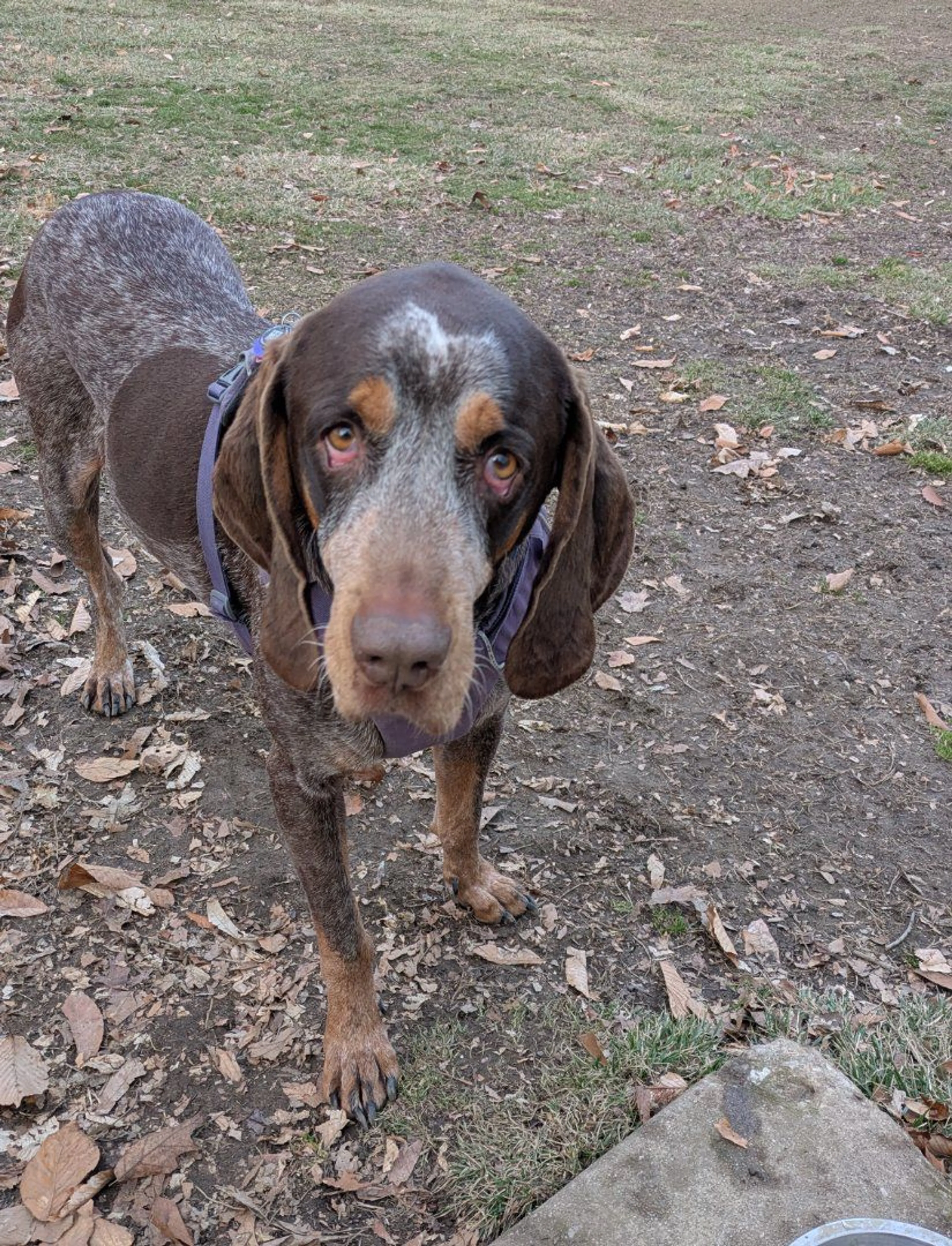 Lost pet-1