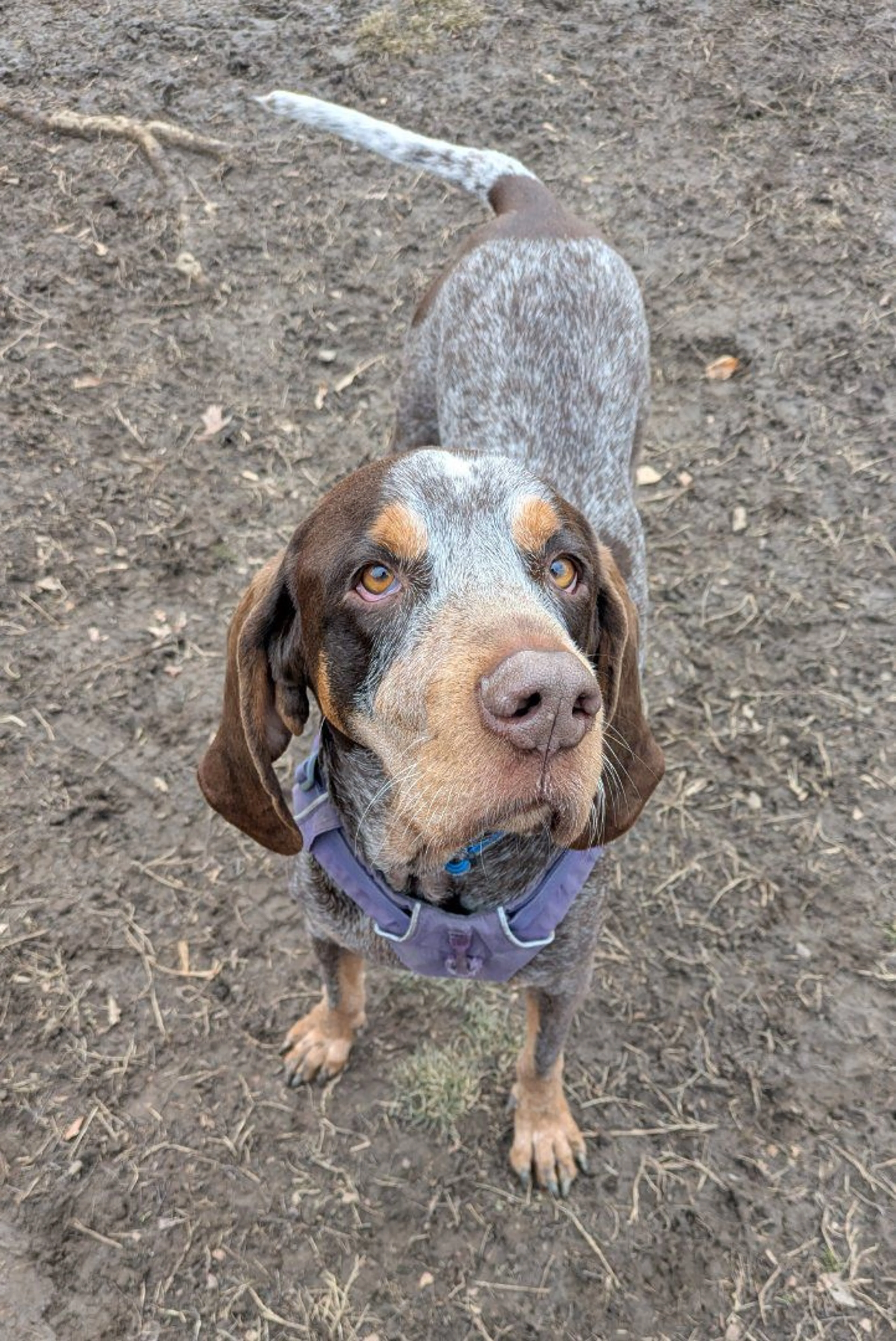 Lost pet-3