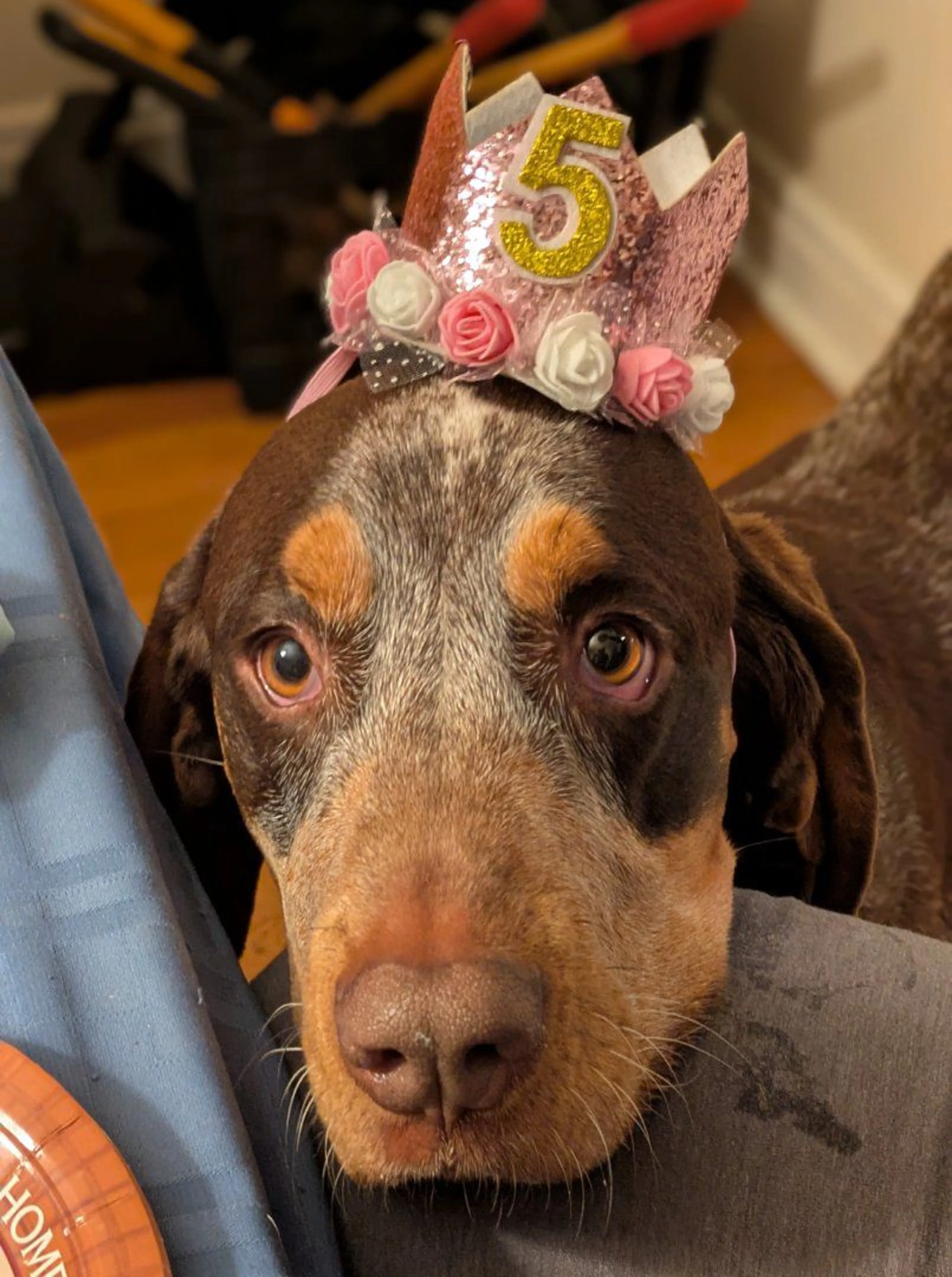 Lost pet-2