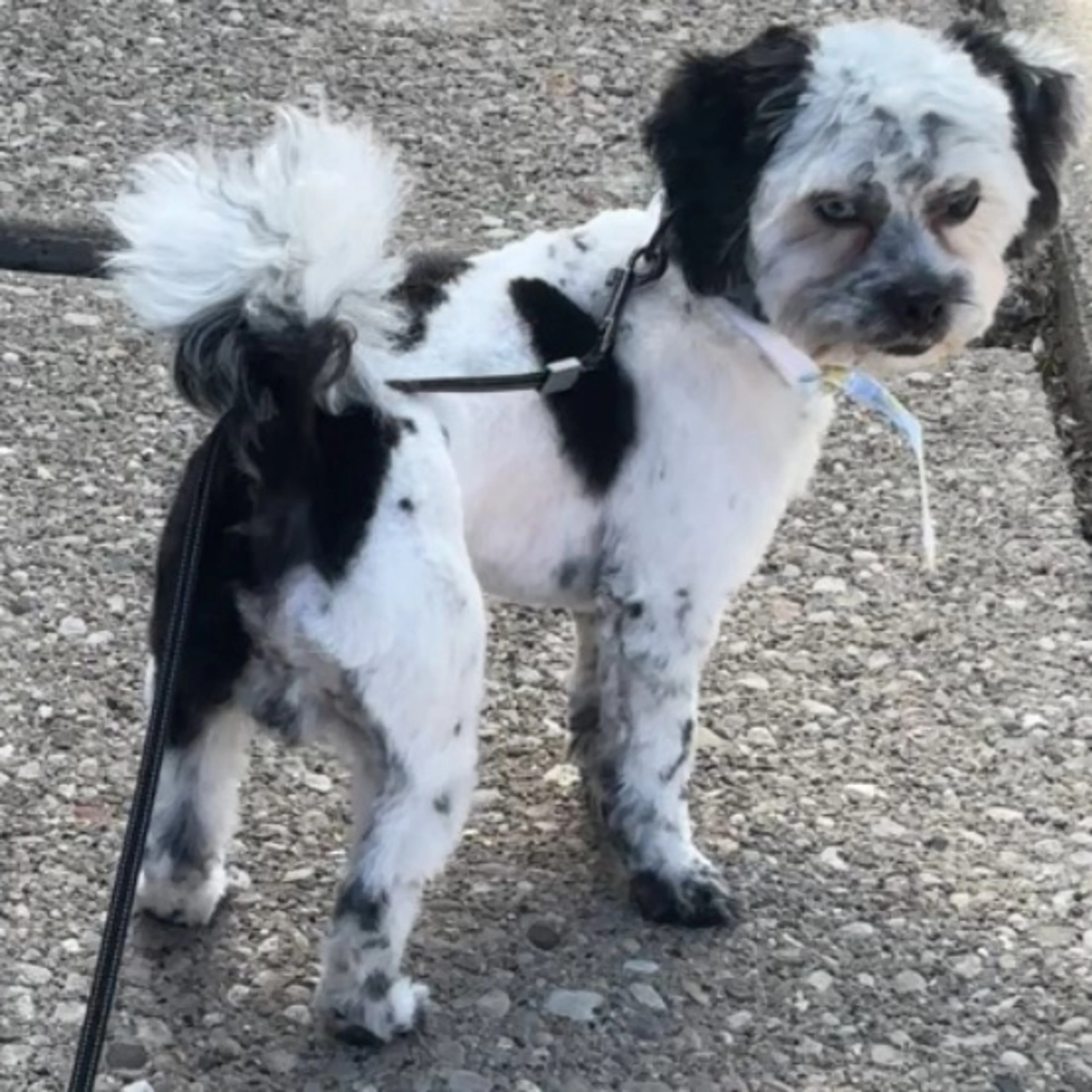 Lost pet