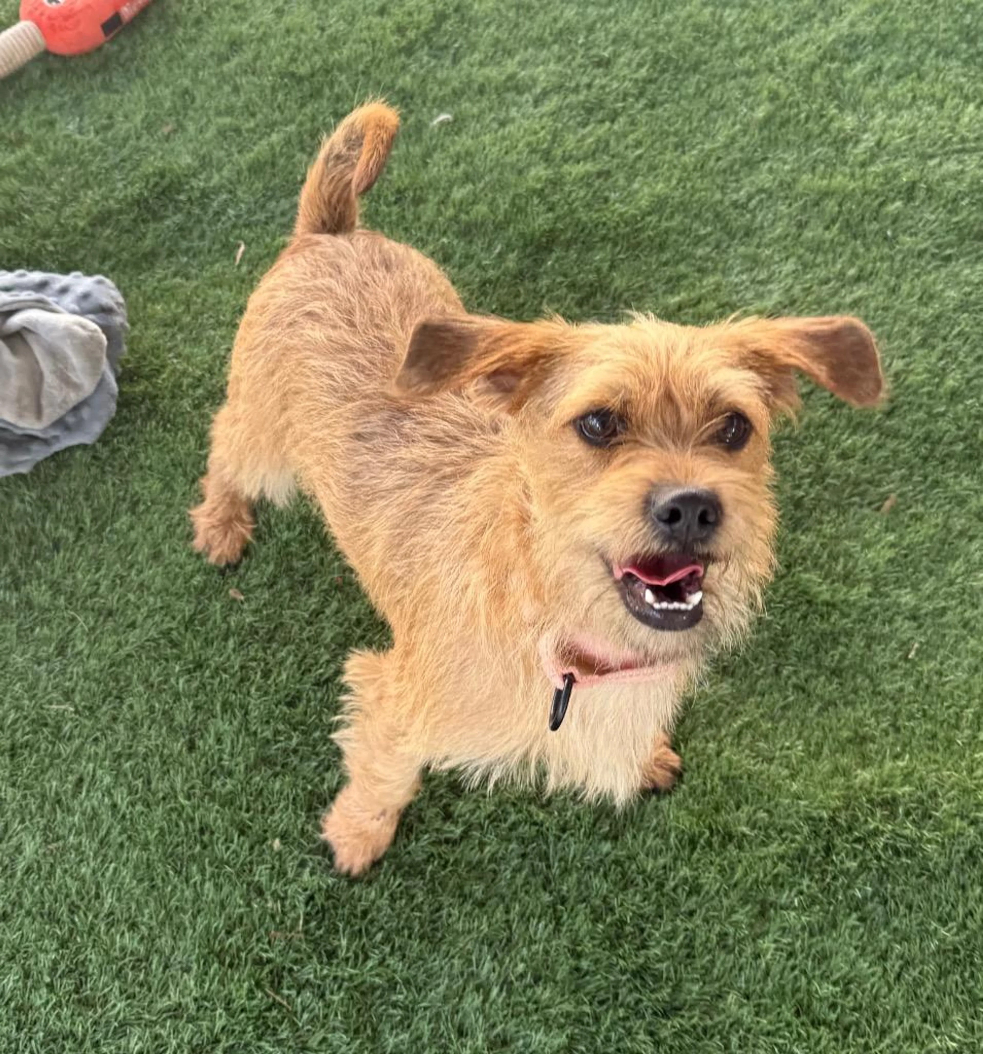 Found pet-1