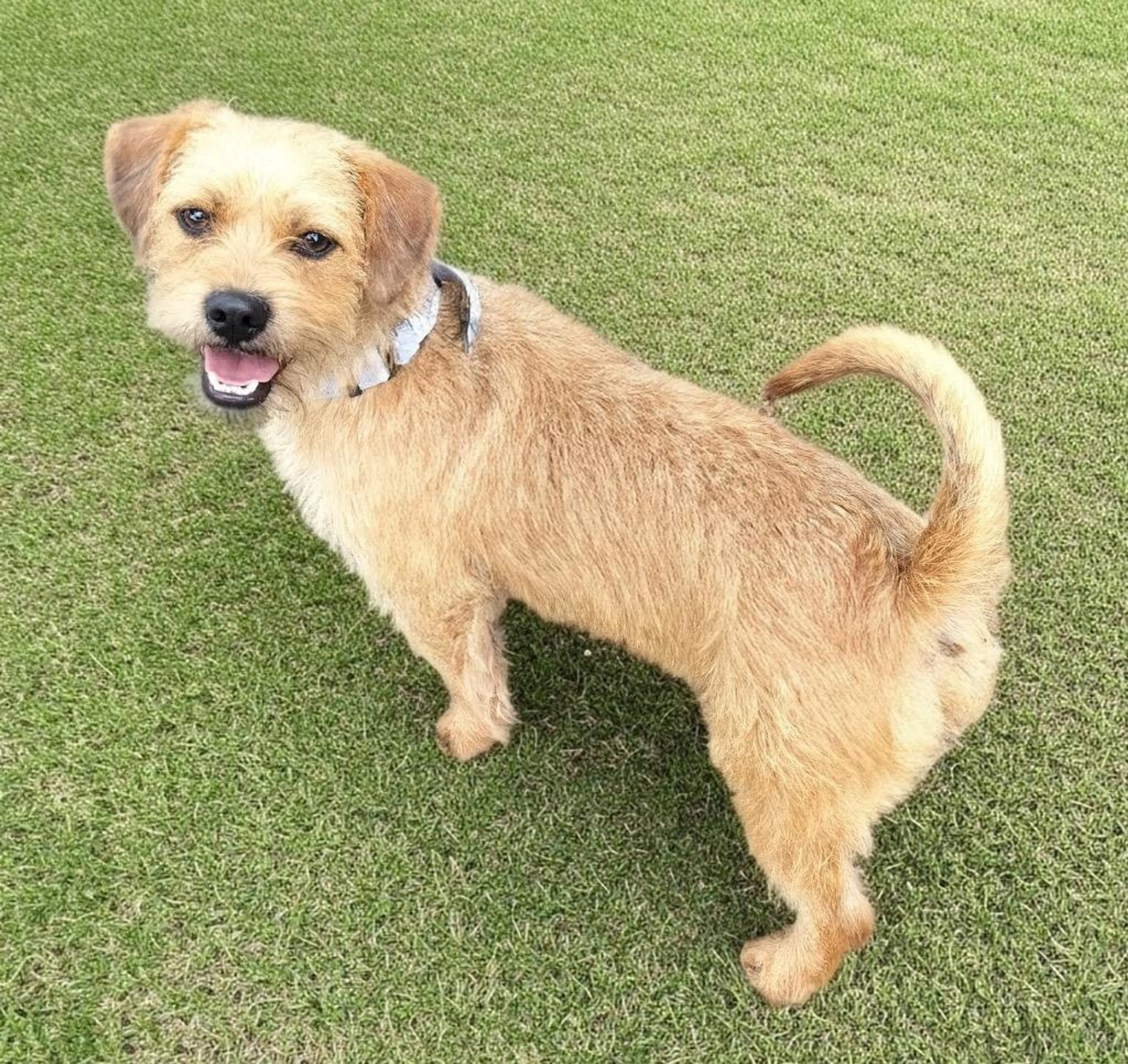 Found pet-2