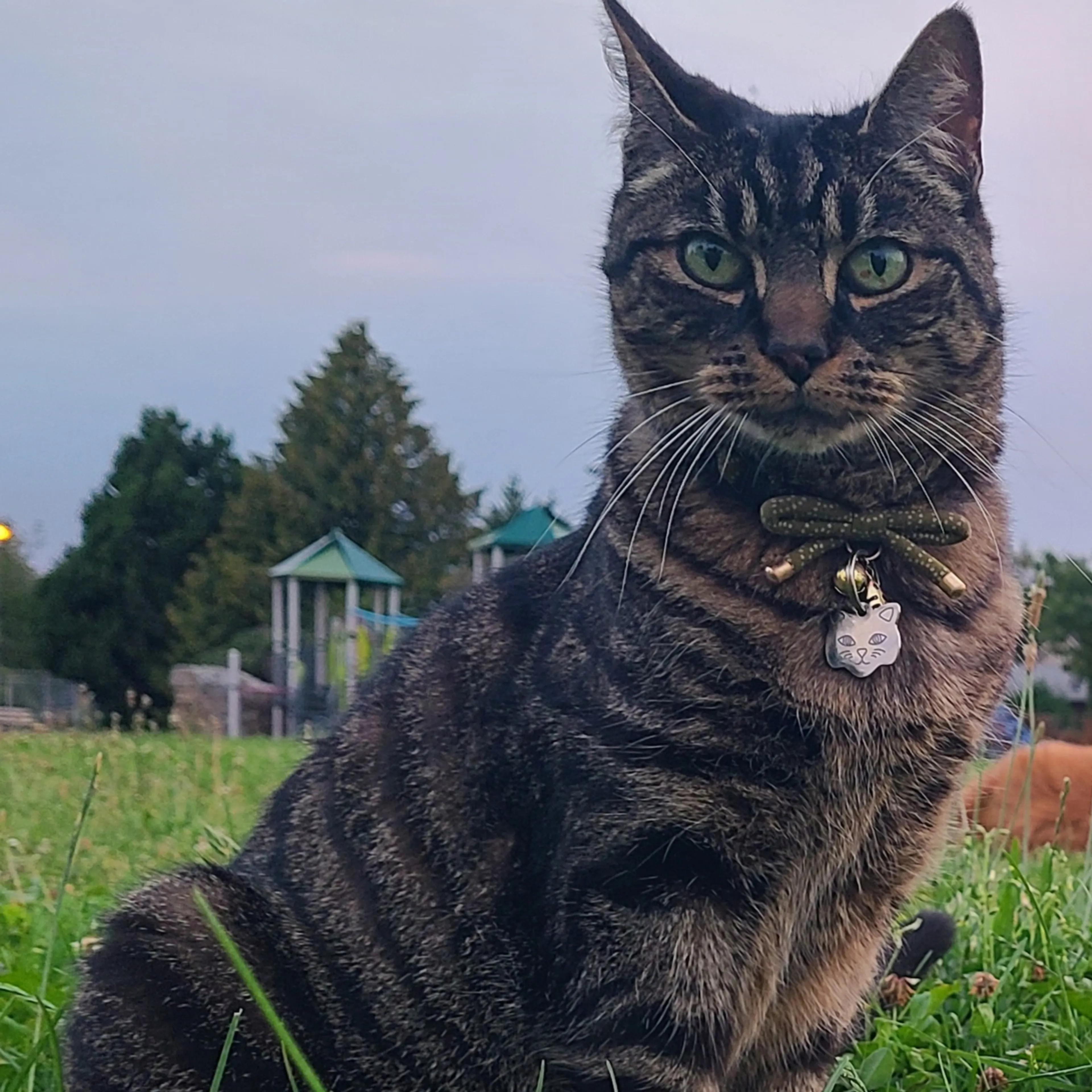 Lost pet-1