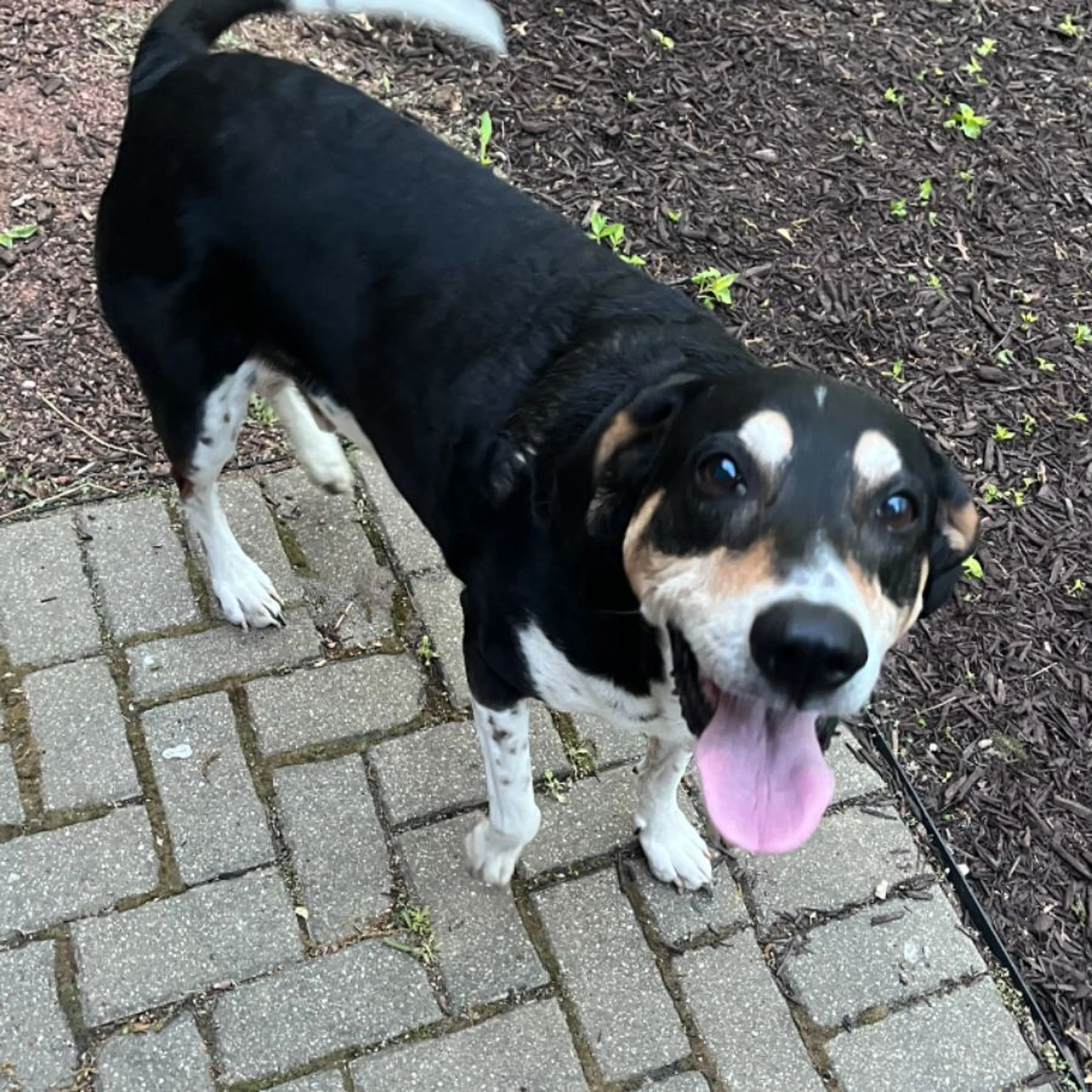 Found pet-0
