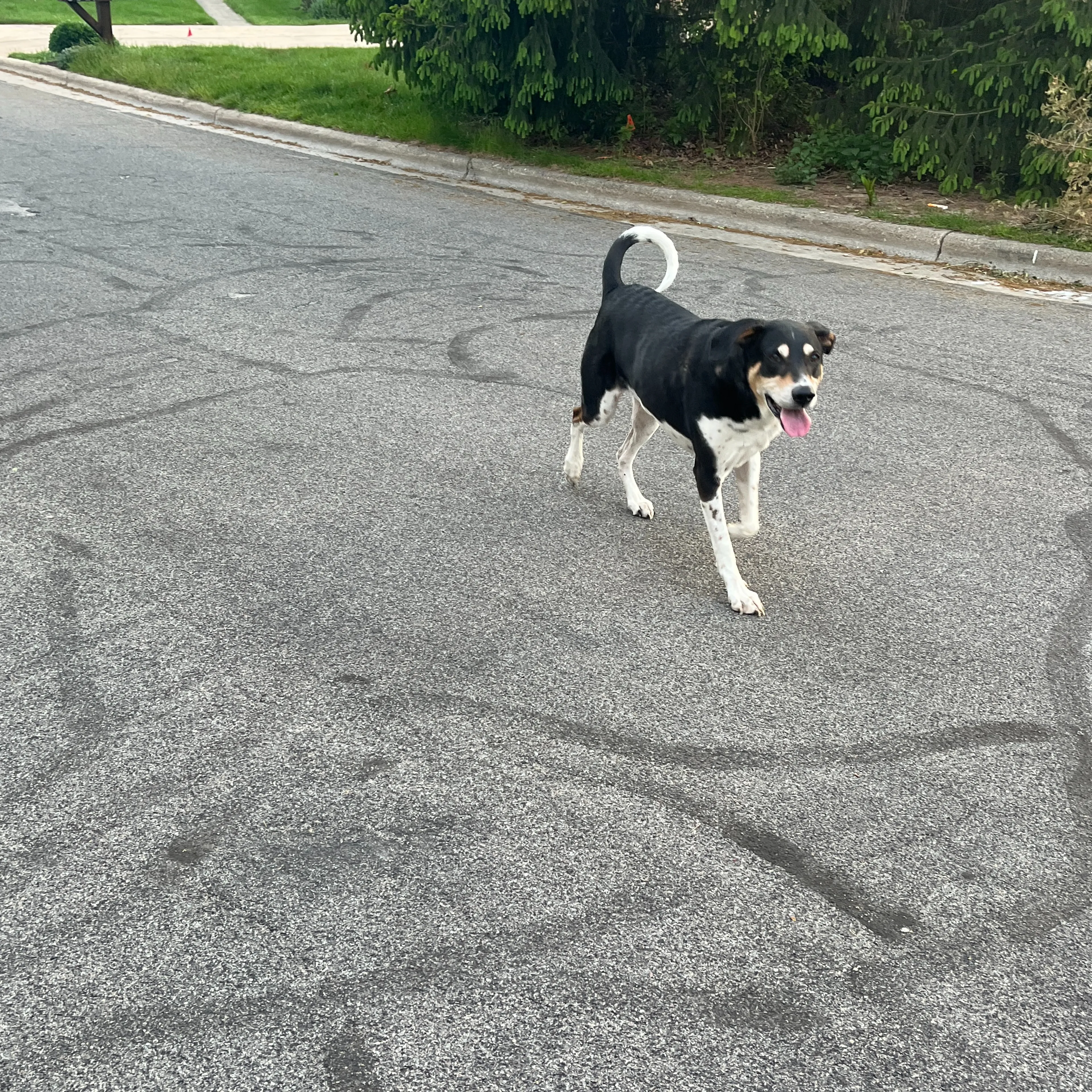 Found pet-1