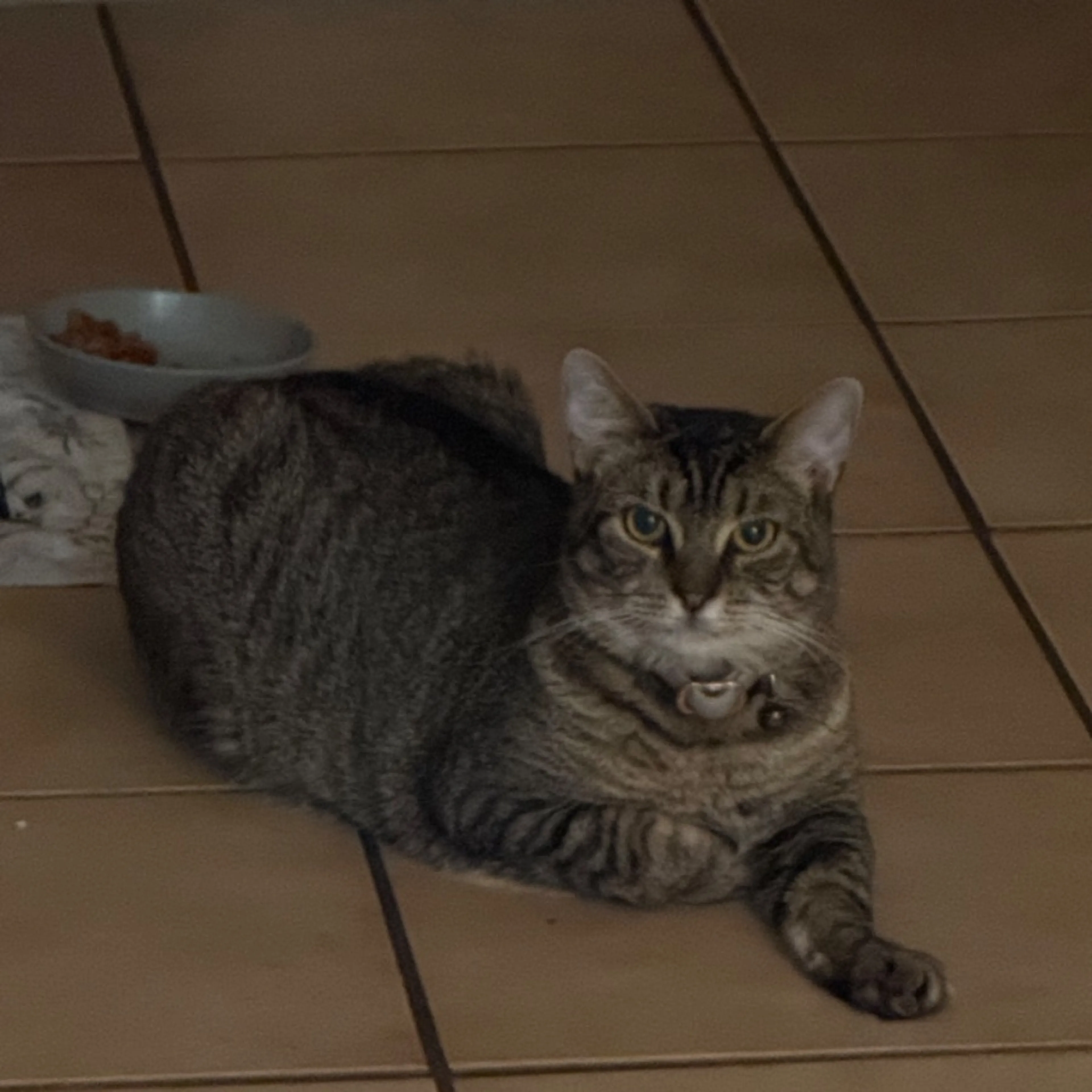 Lost pet