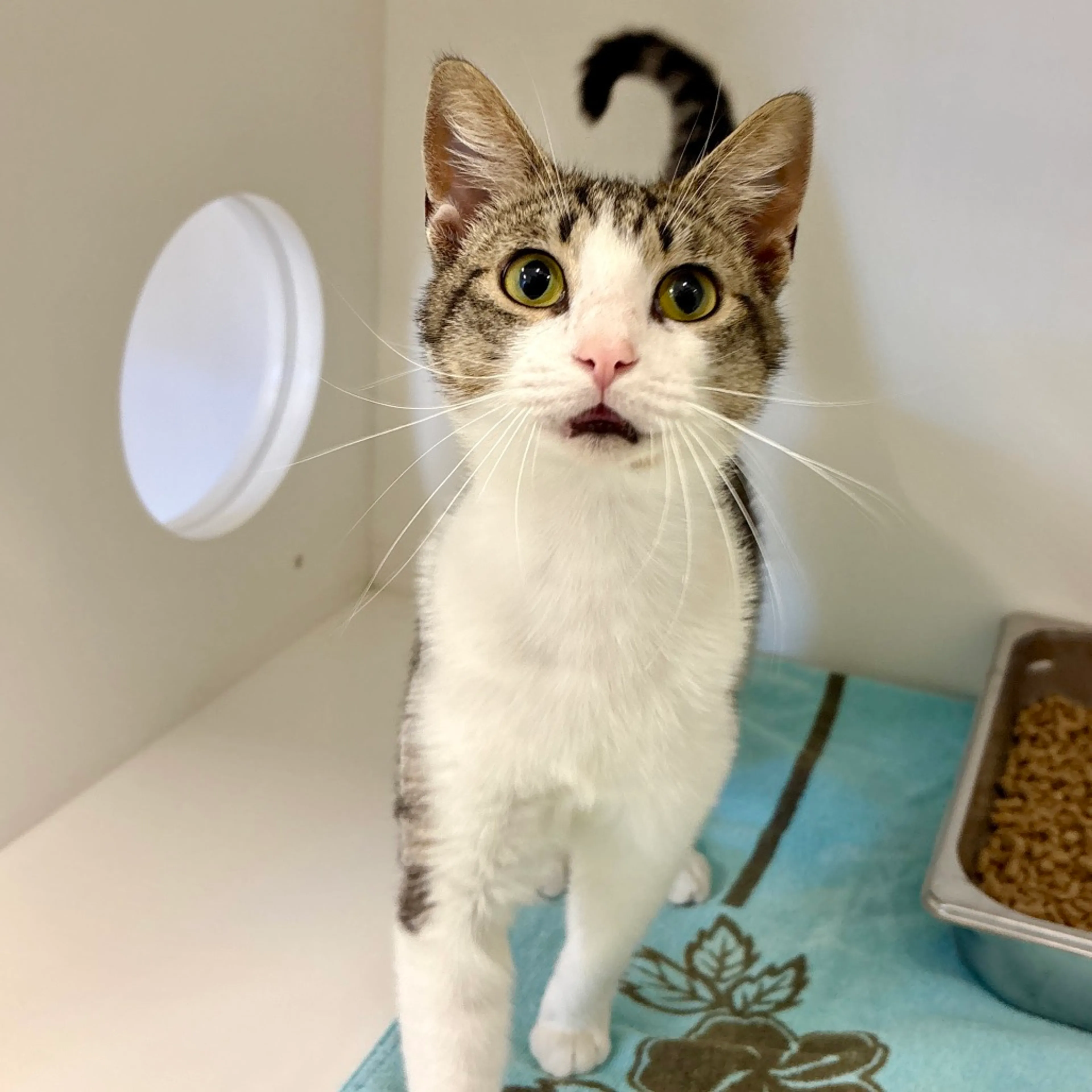 Found pet-2