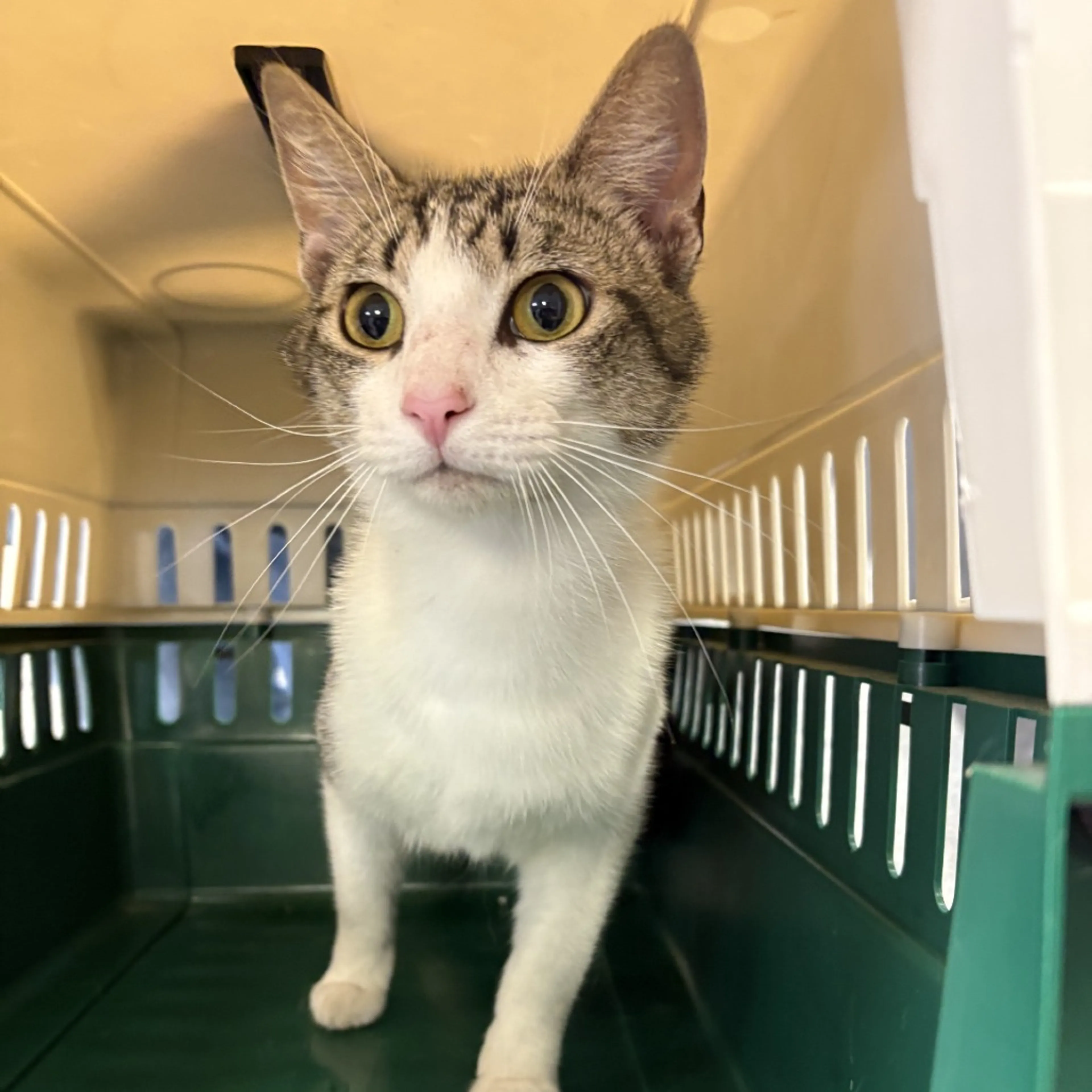 Found pet-1