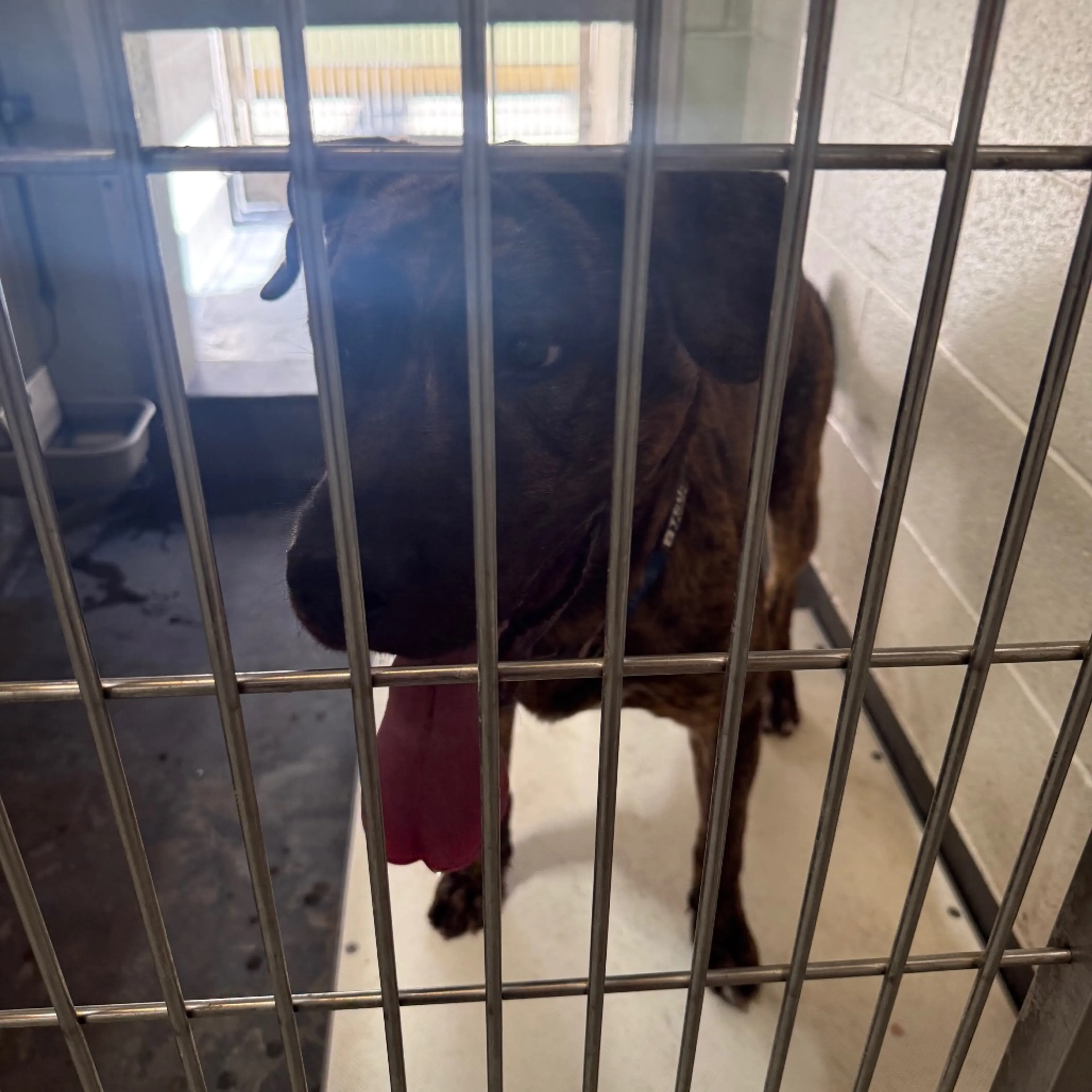 Found pet-1