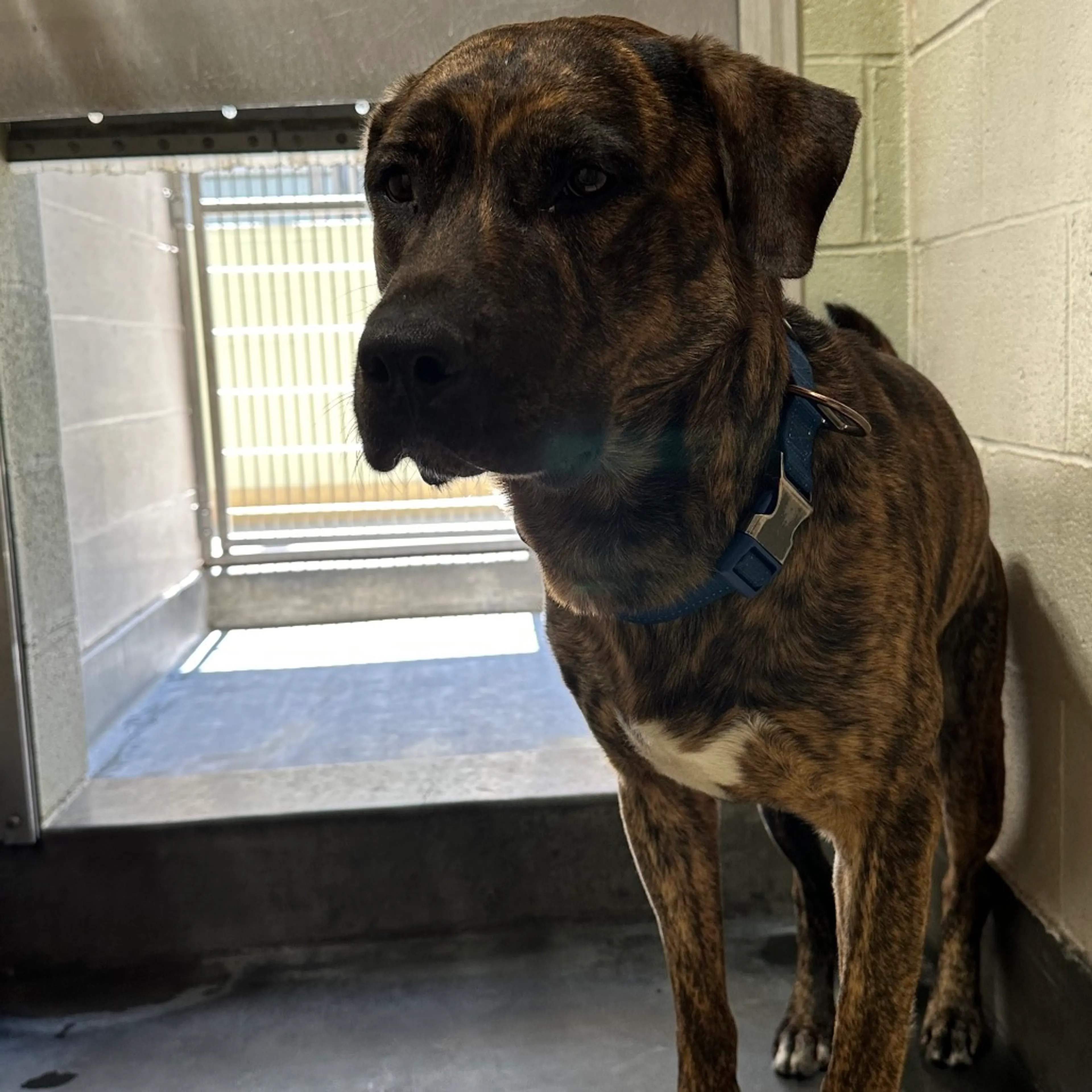 Found pet-2