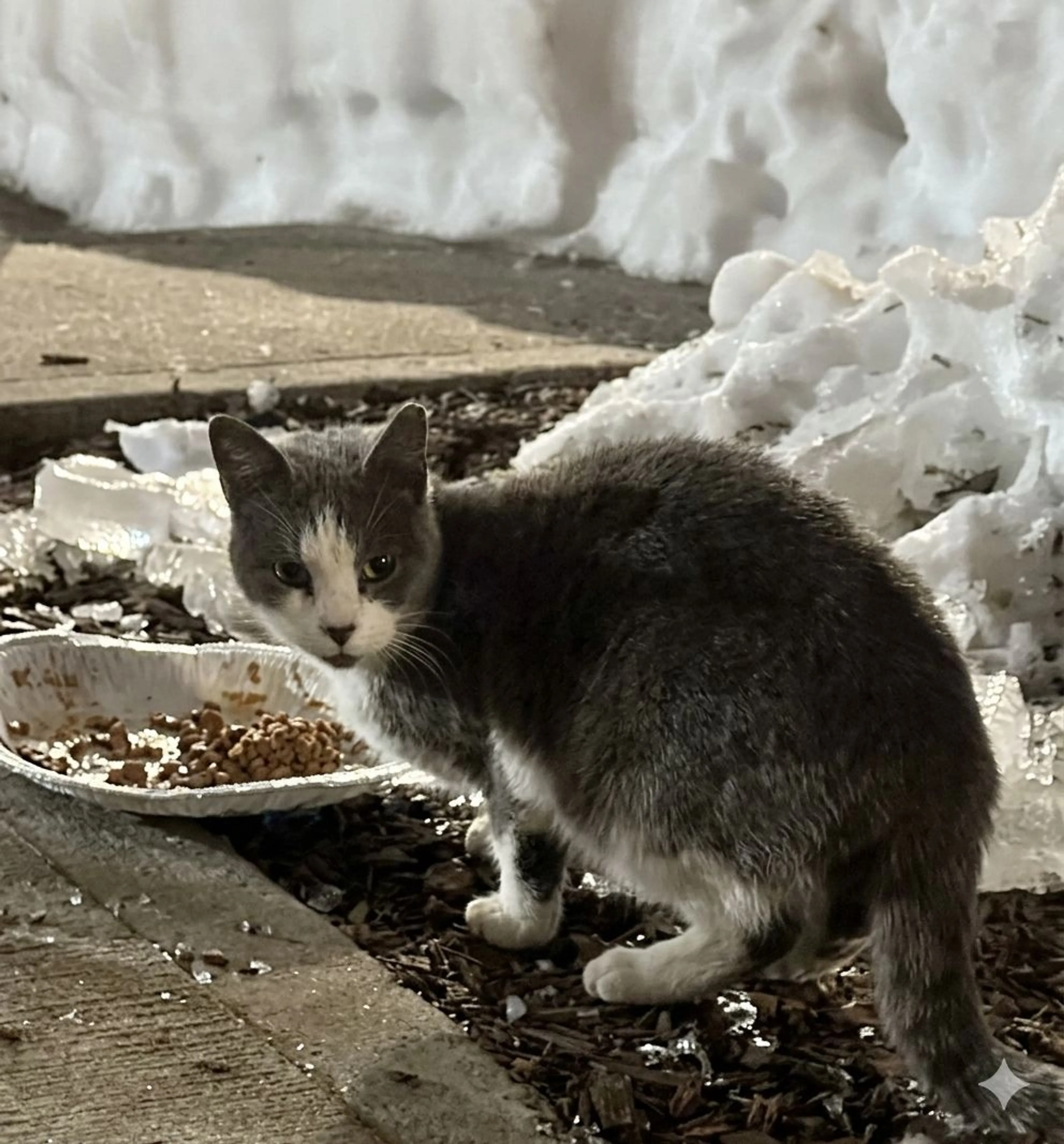 Lost pet