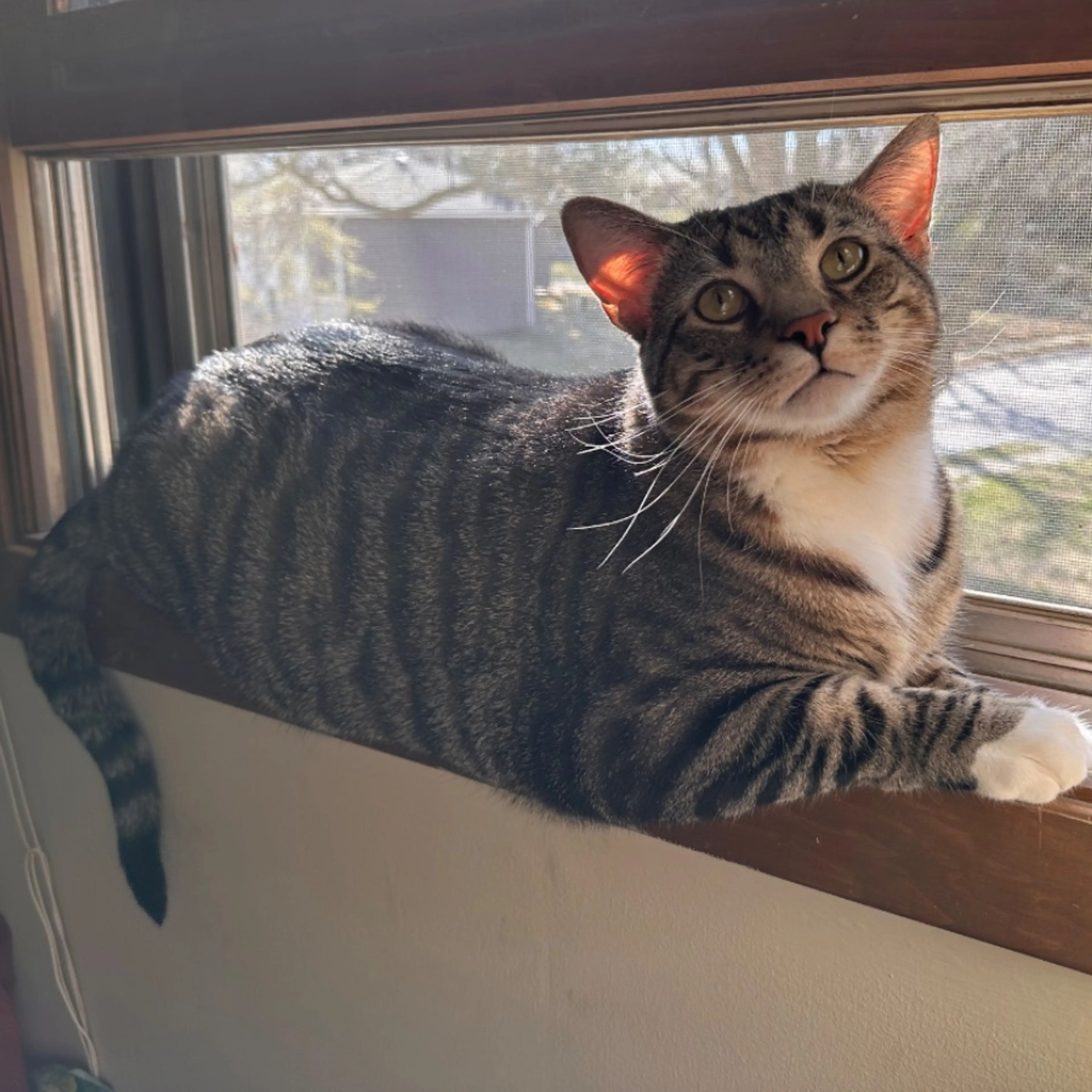 Lost pet