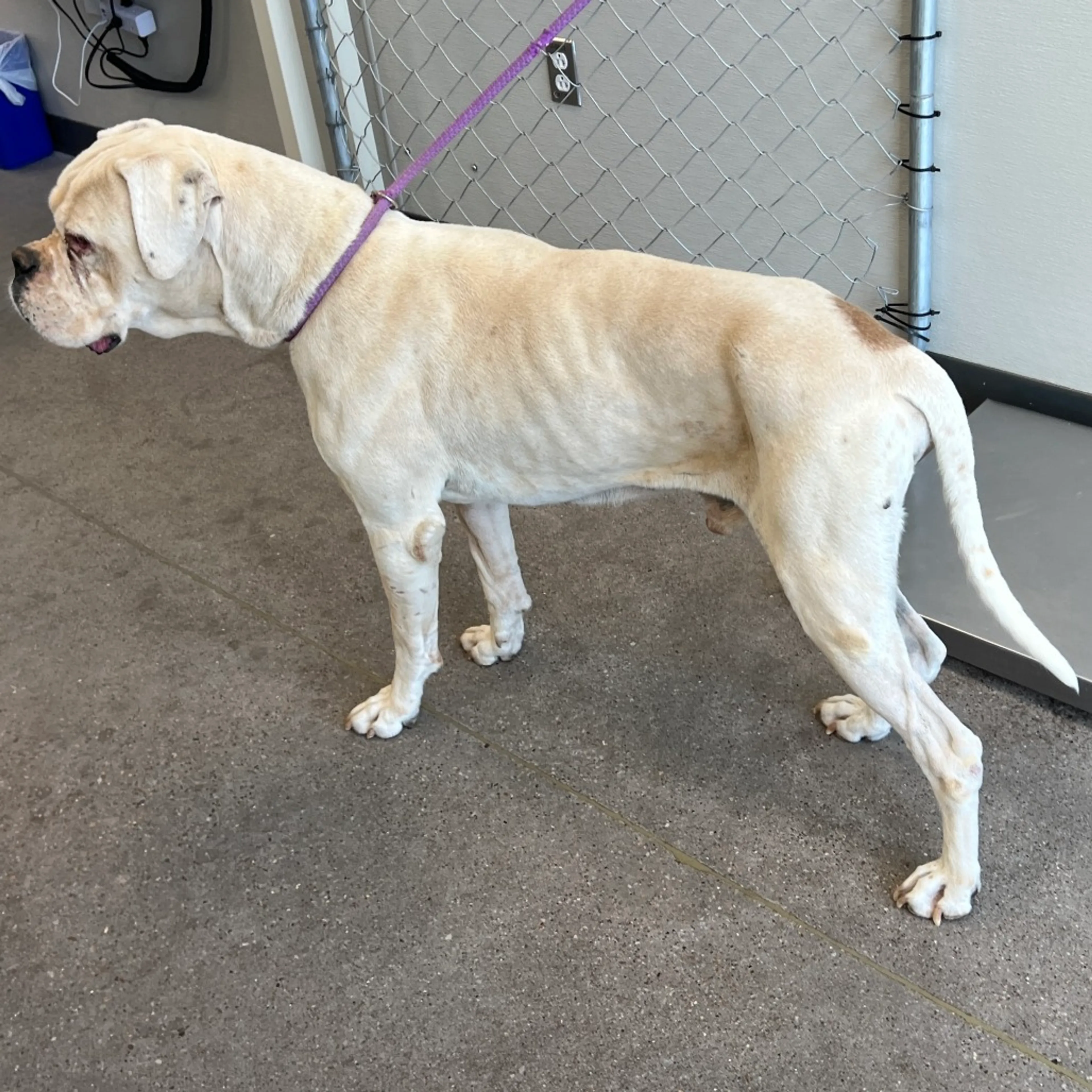 Found pet-1
