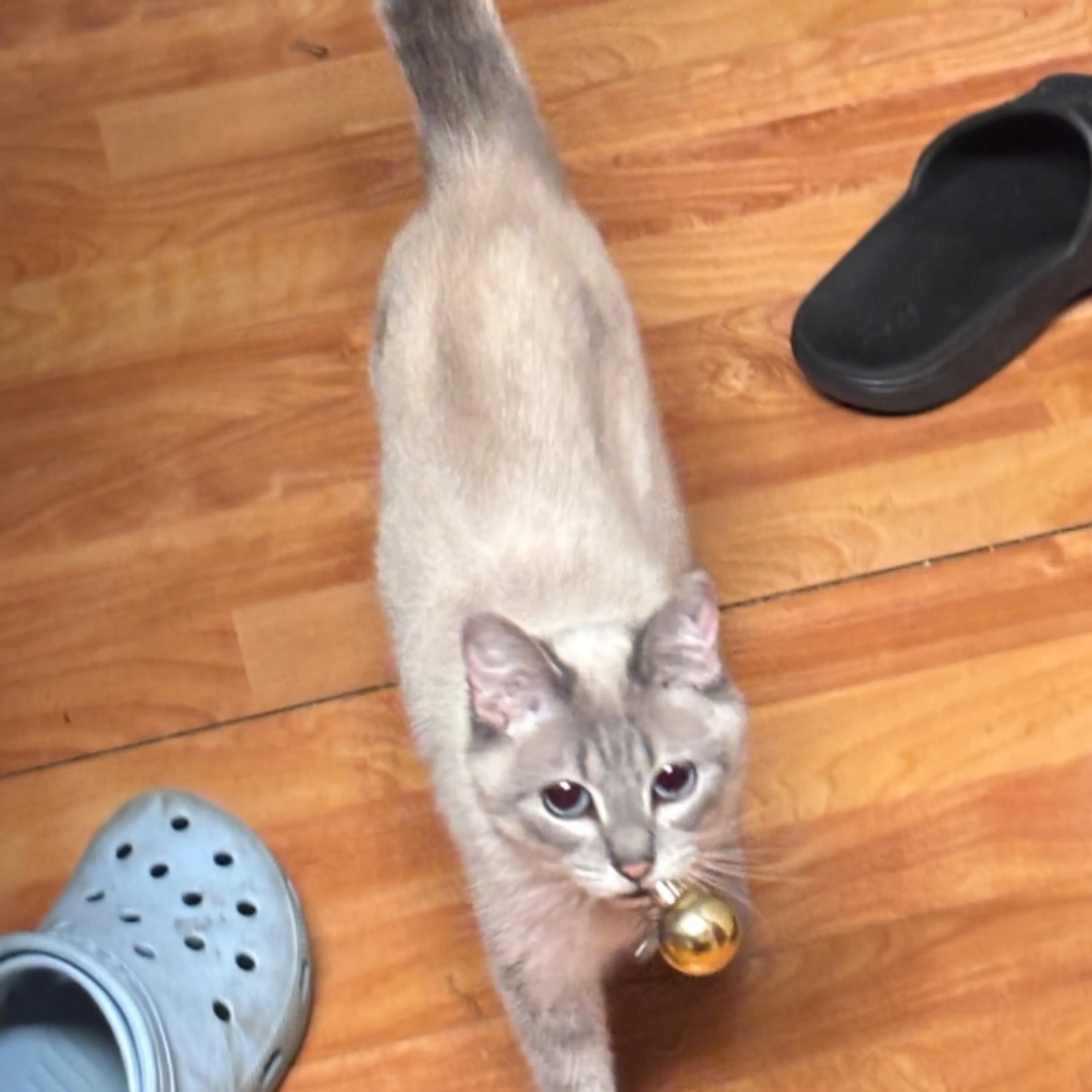 Lost pet