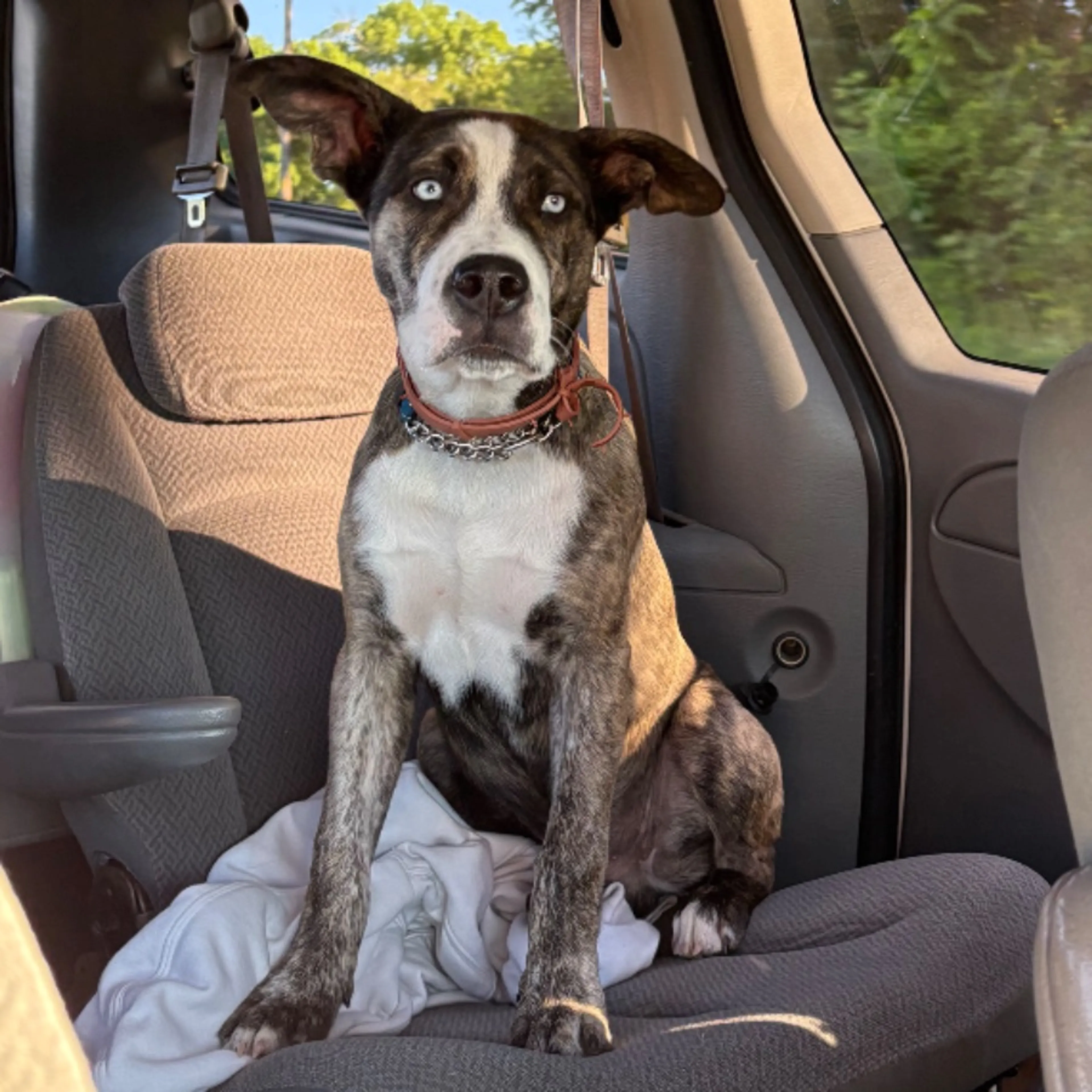 Lost pet