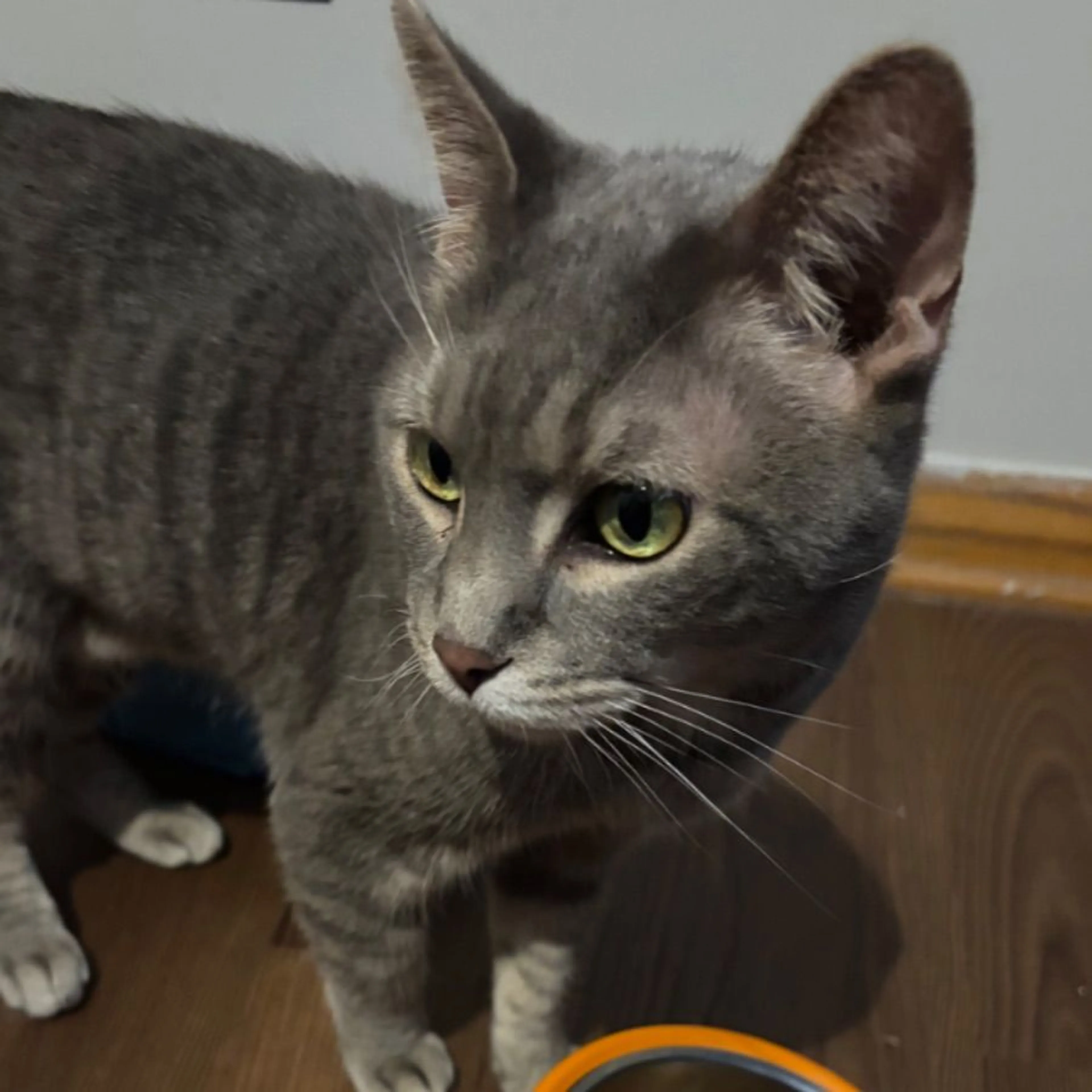 Found pet-0