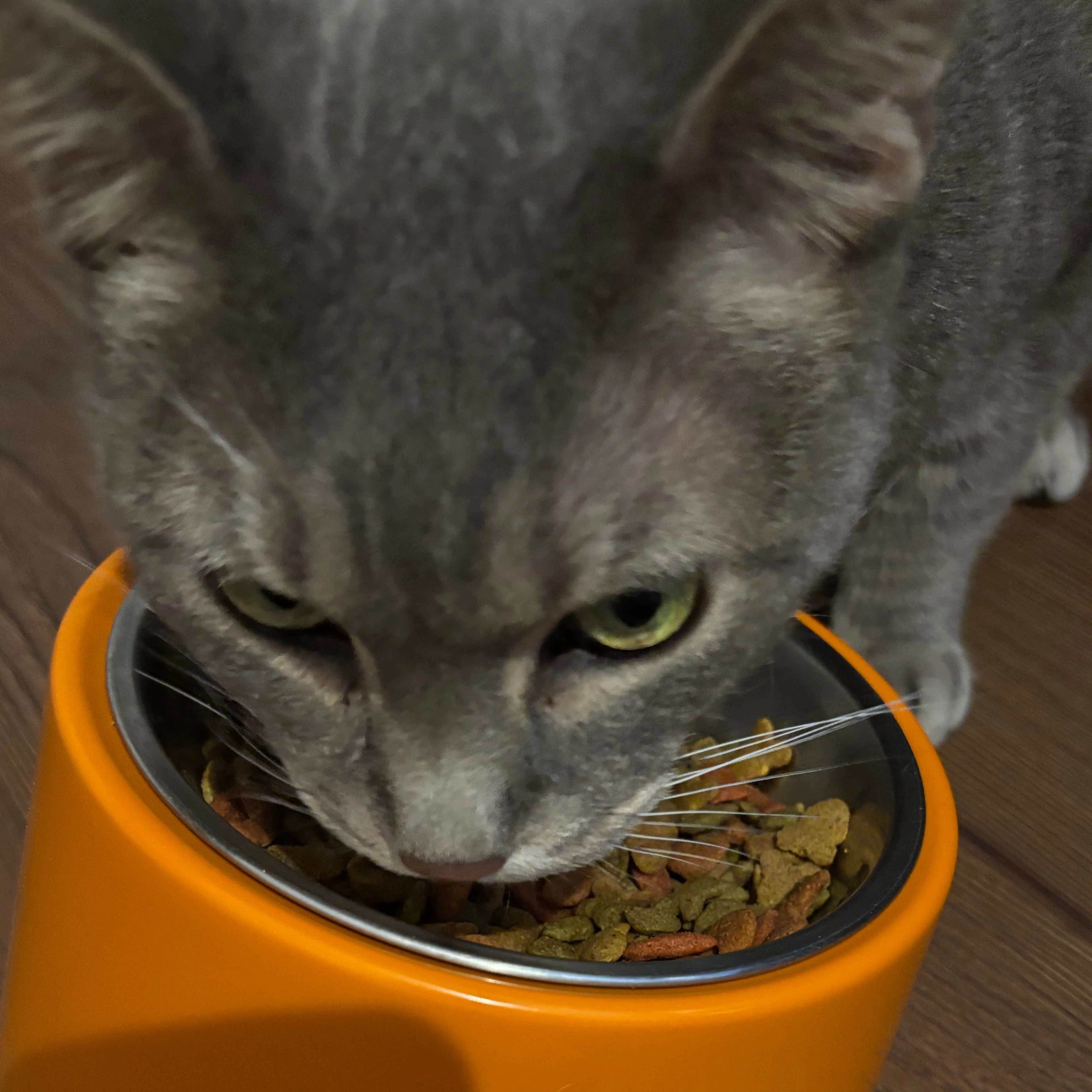 Found pet-1