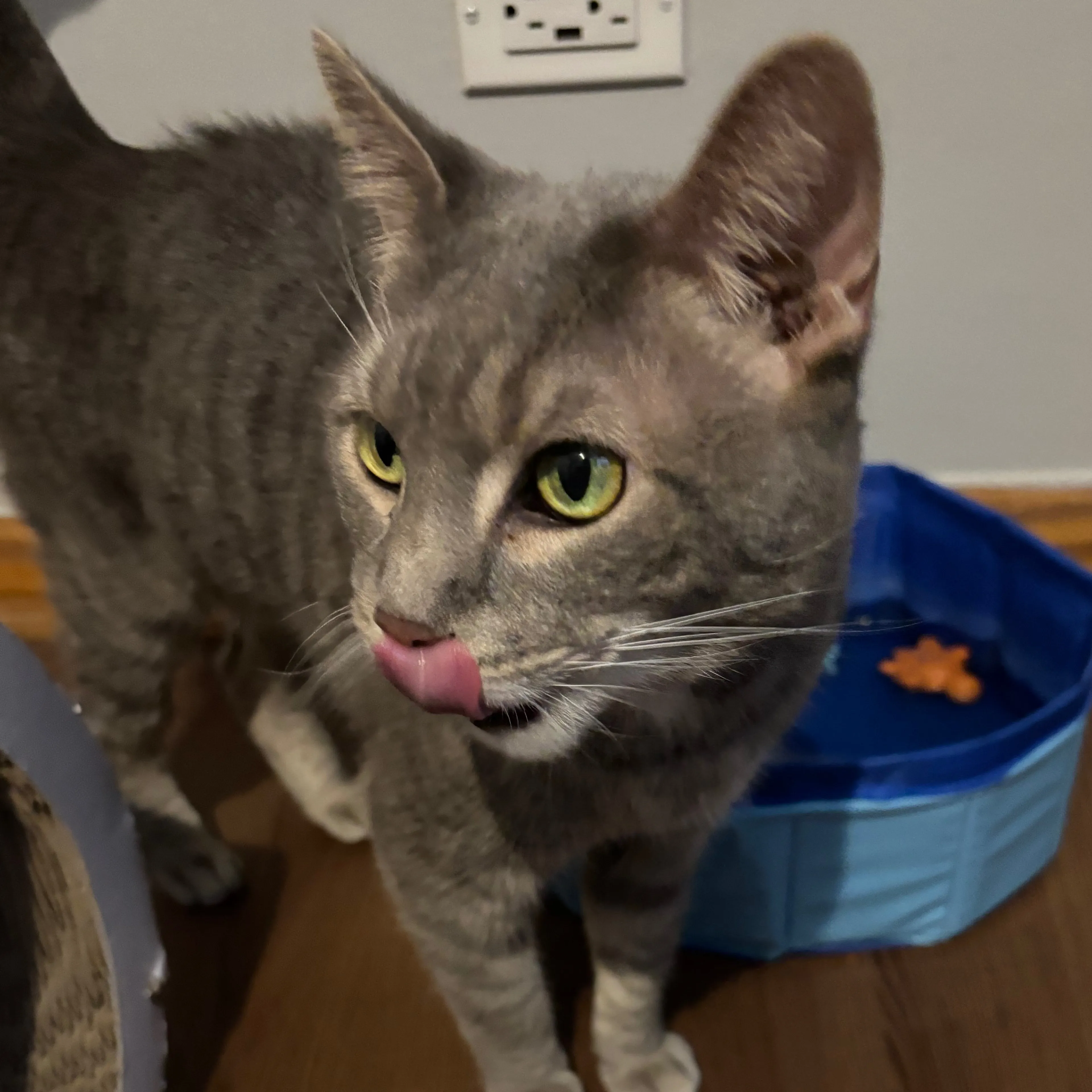 Found pet-2