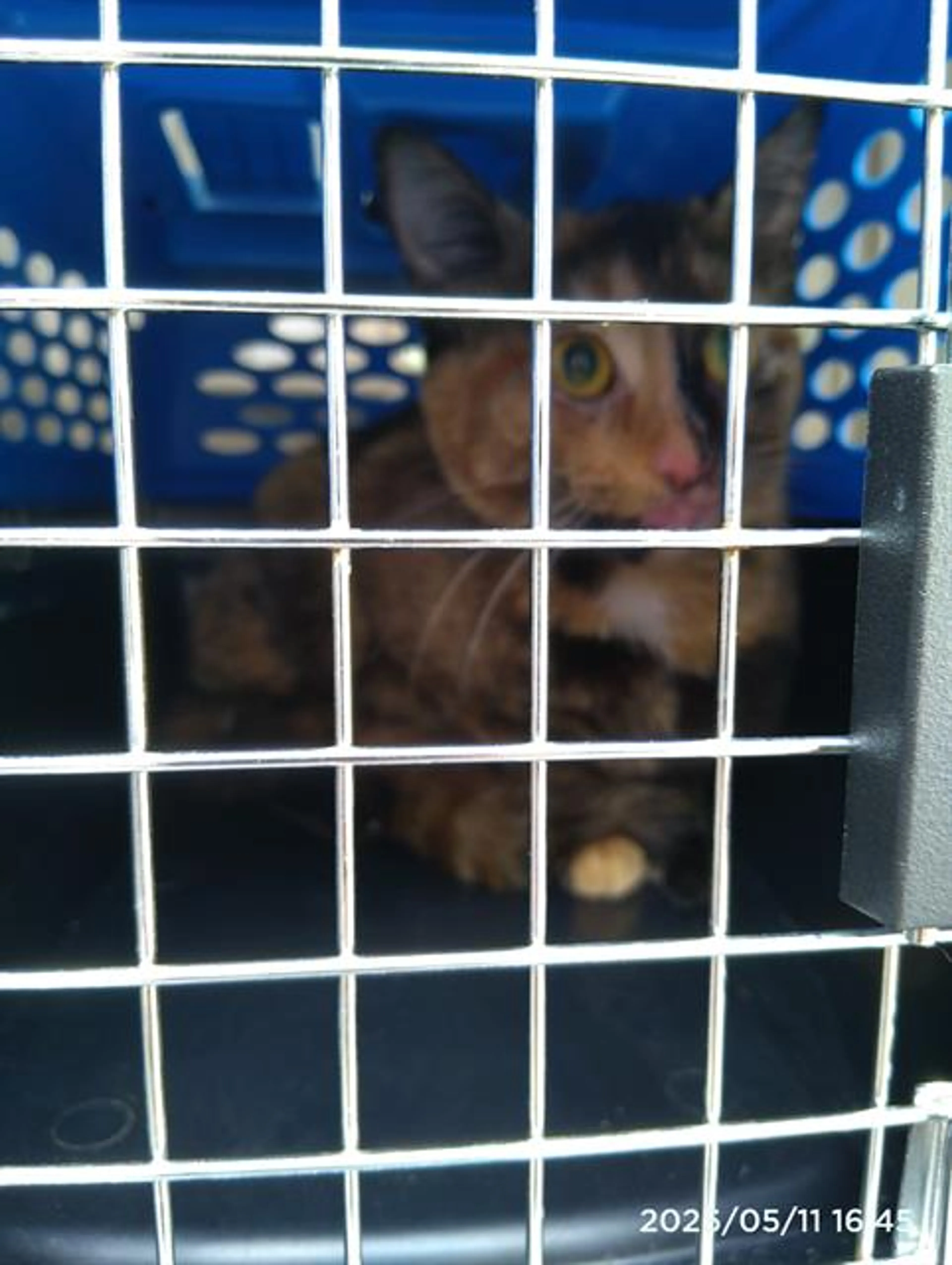 Found pet