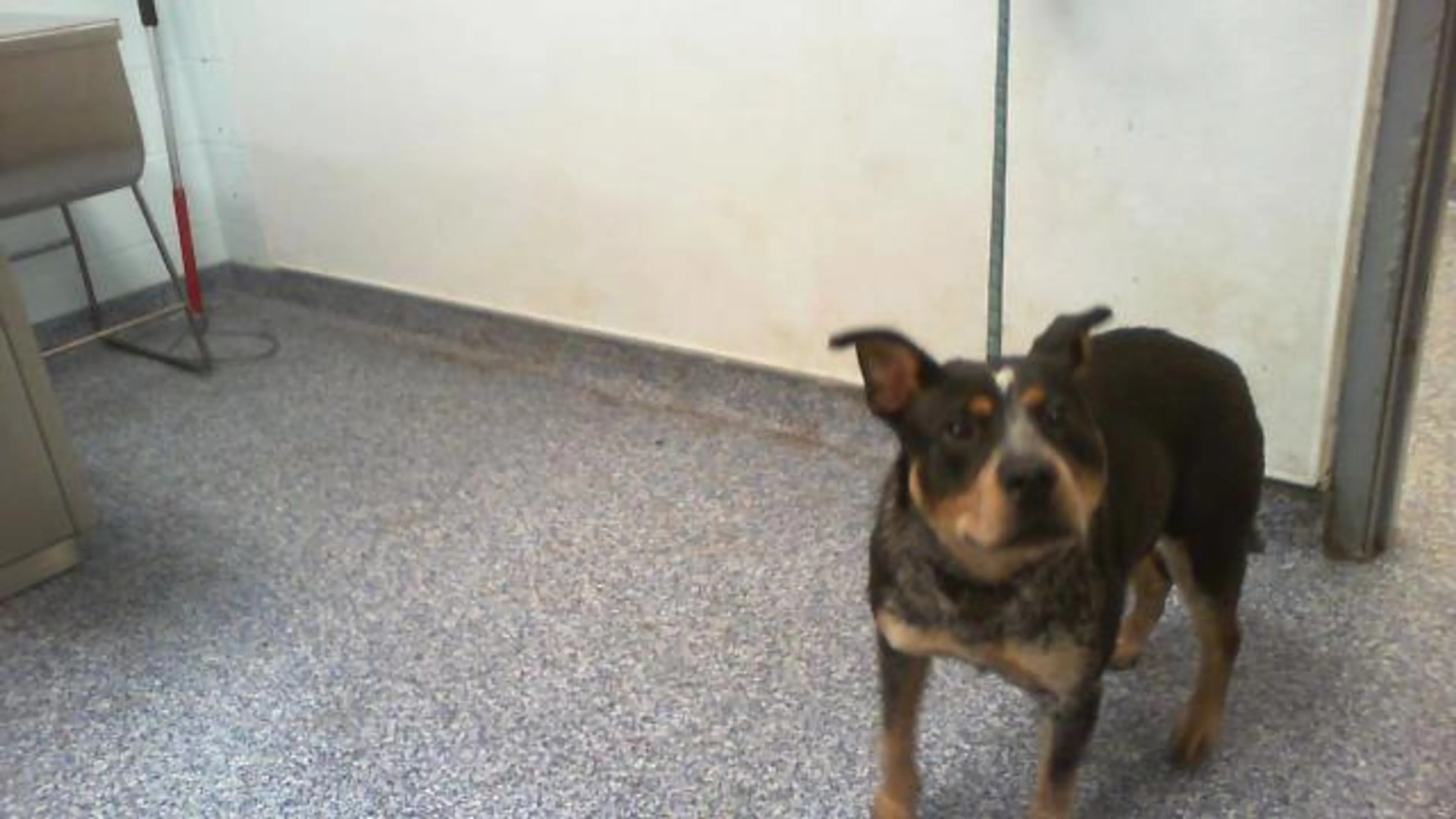 Found pet
