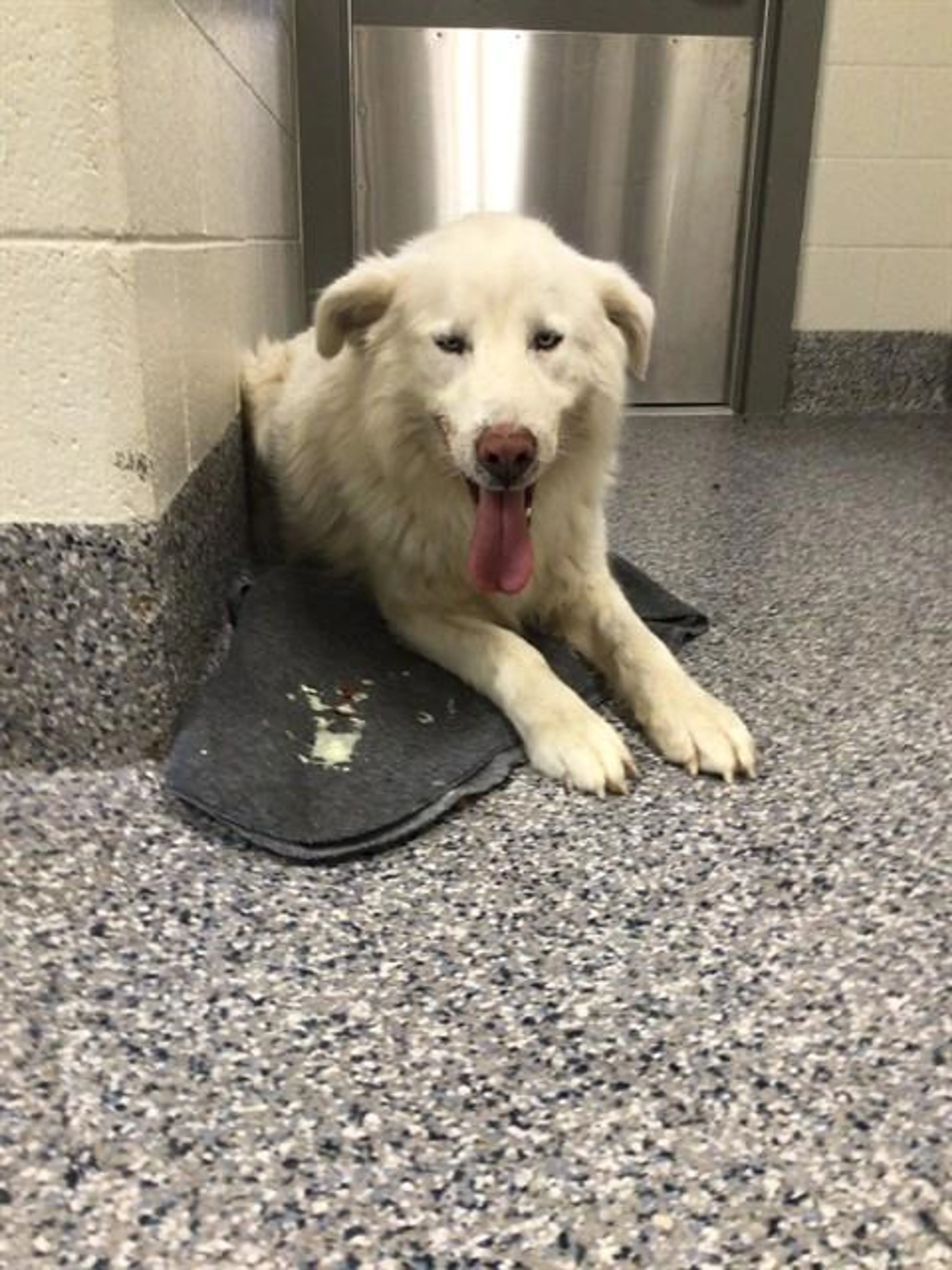 Found pet