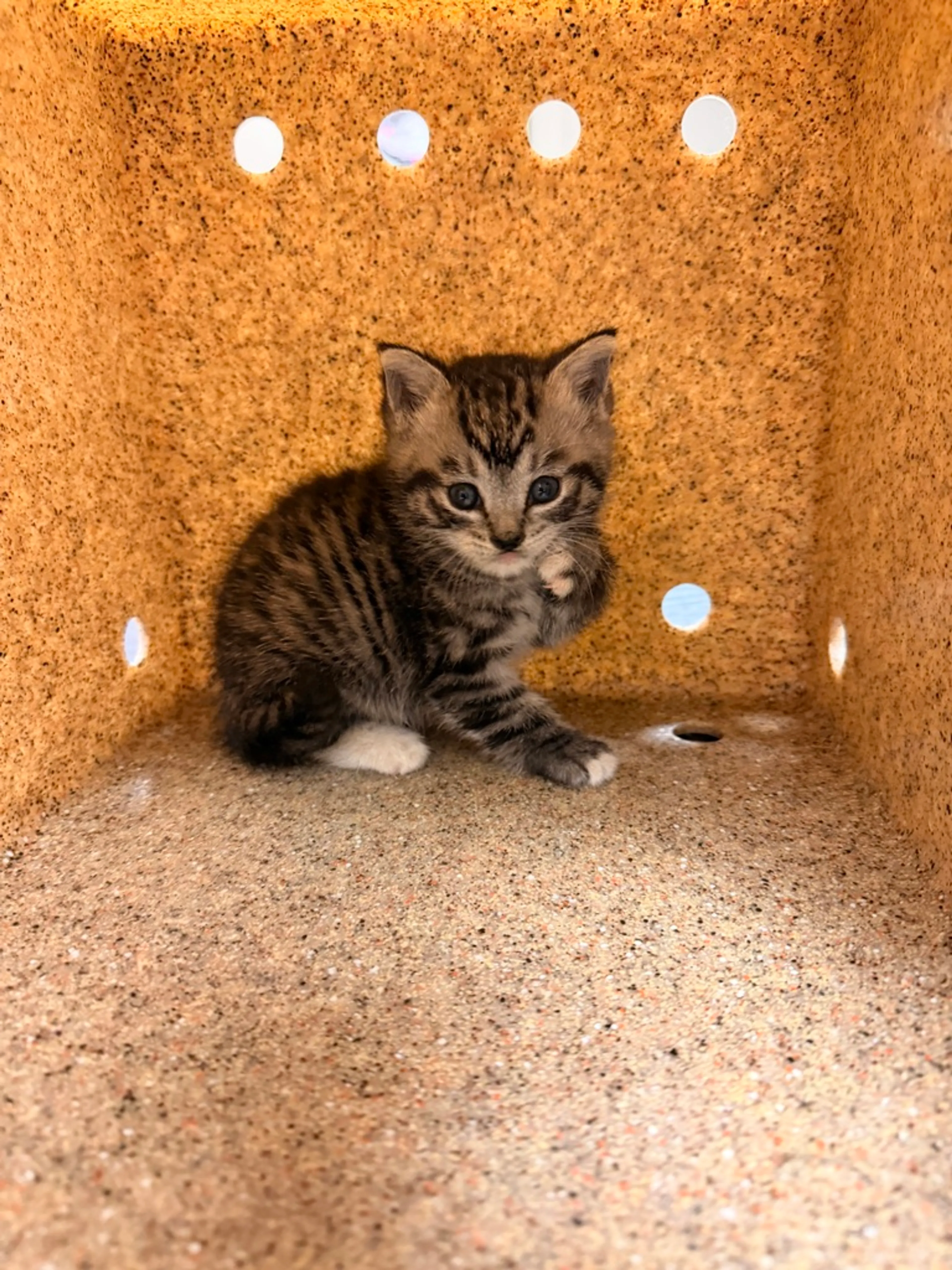 Found pet