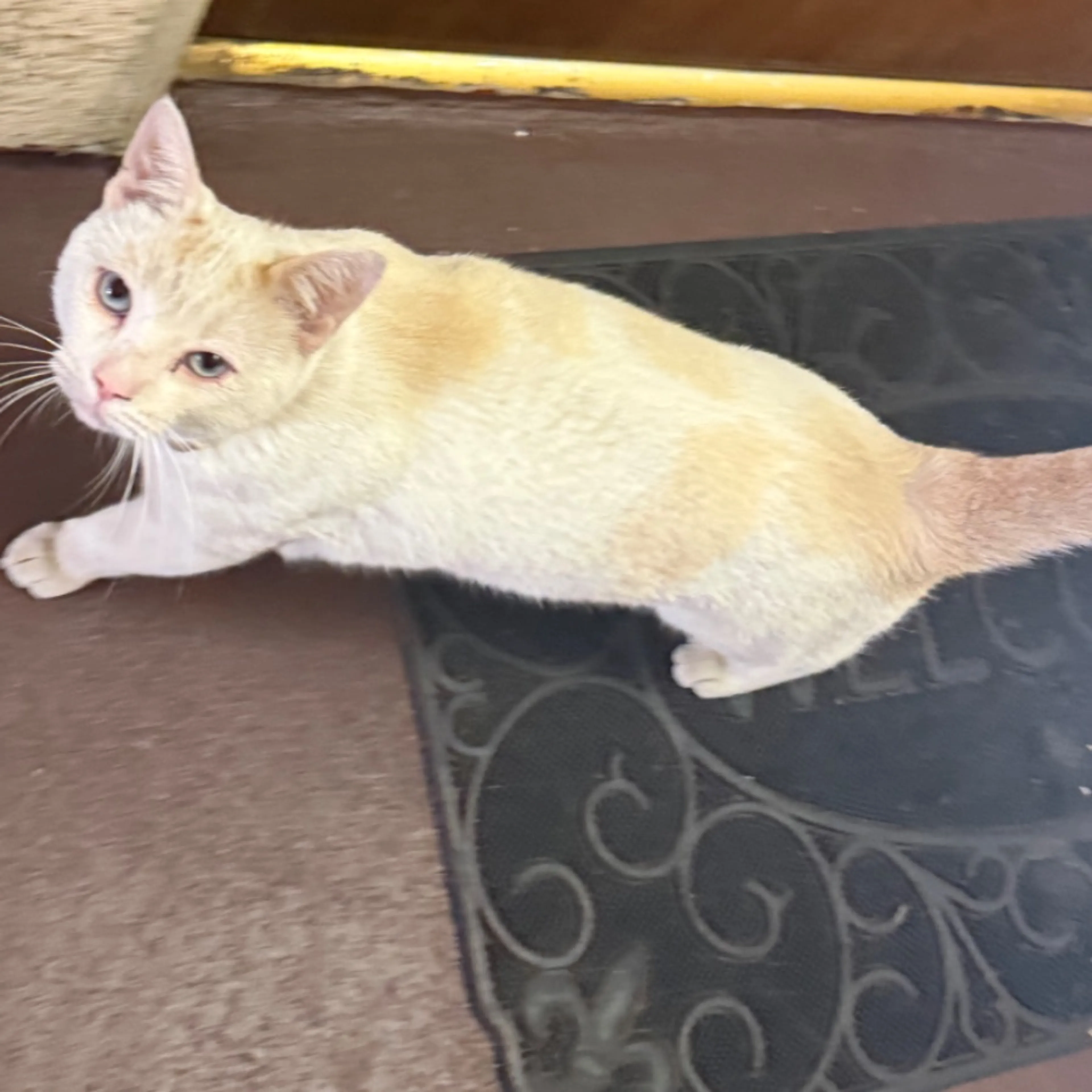 Found pet-0