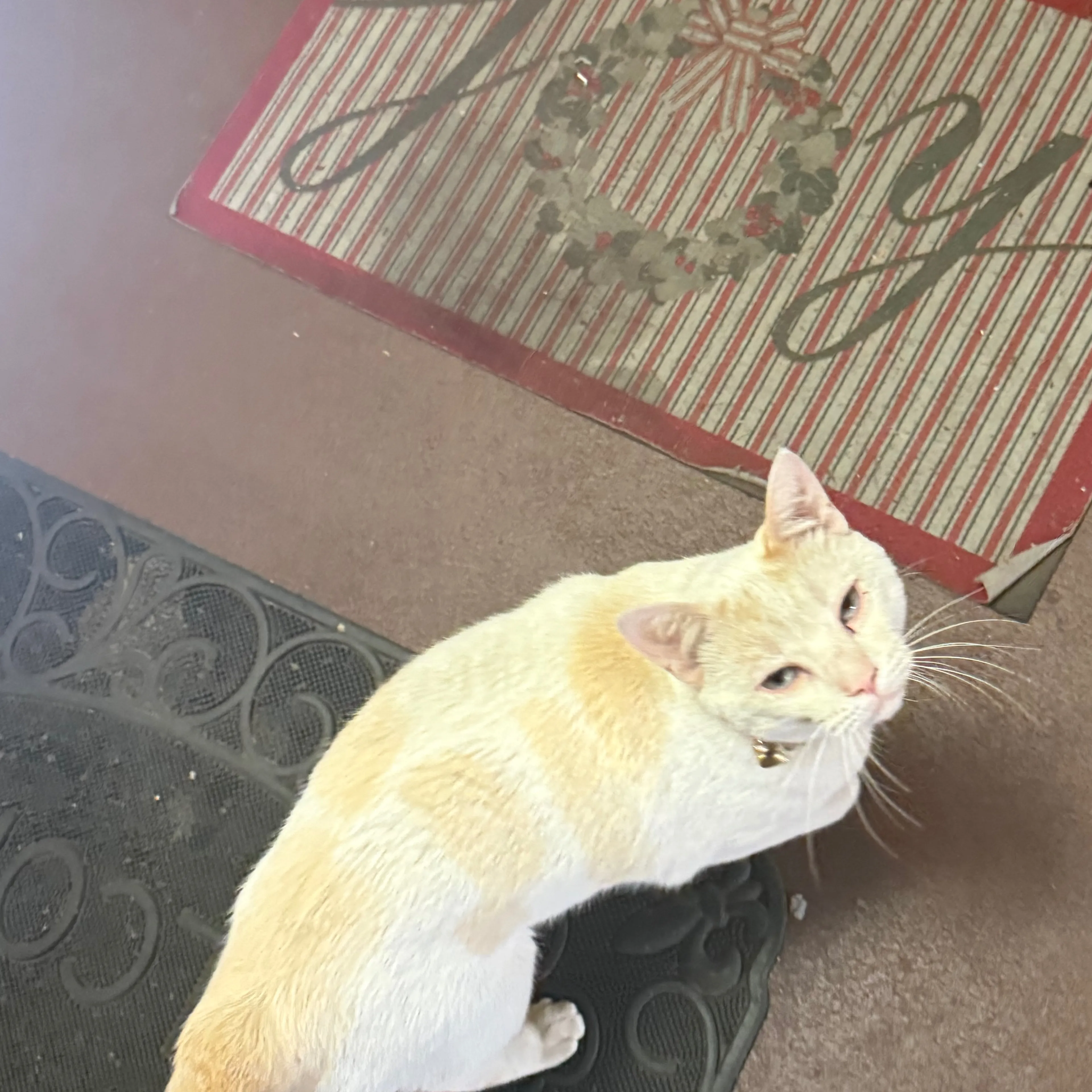 Found pet-1