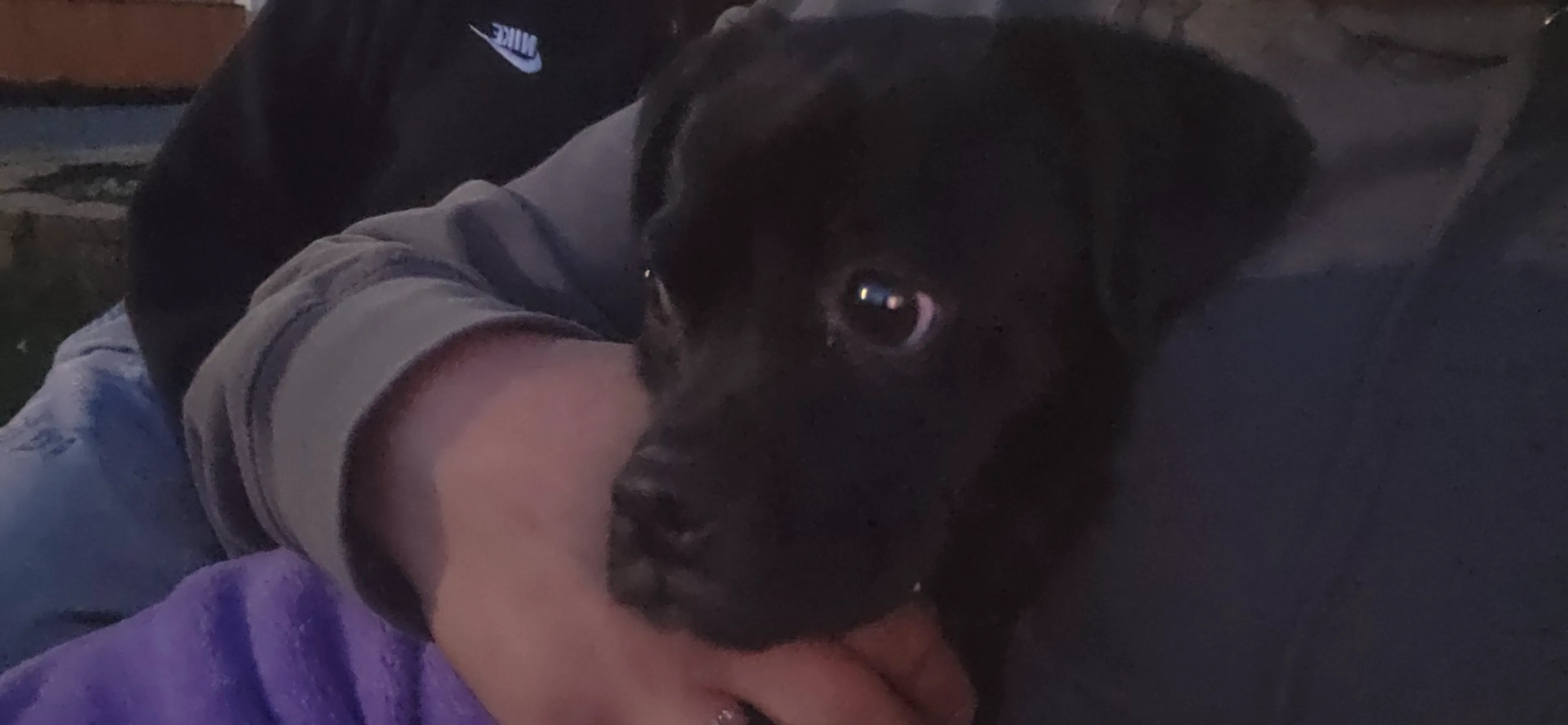 Lost pet