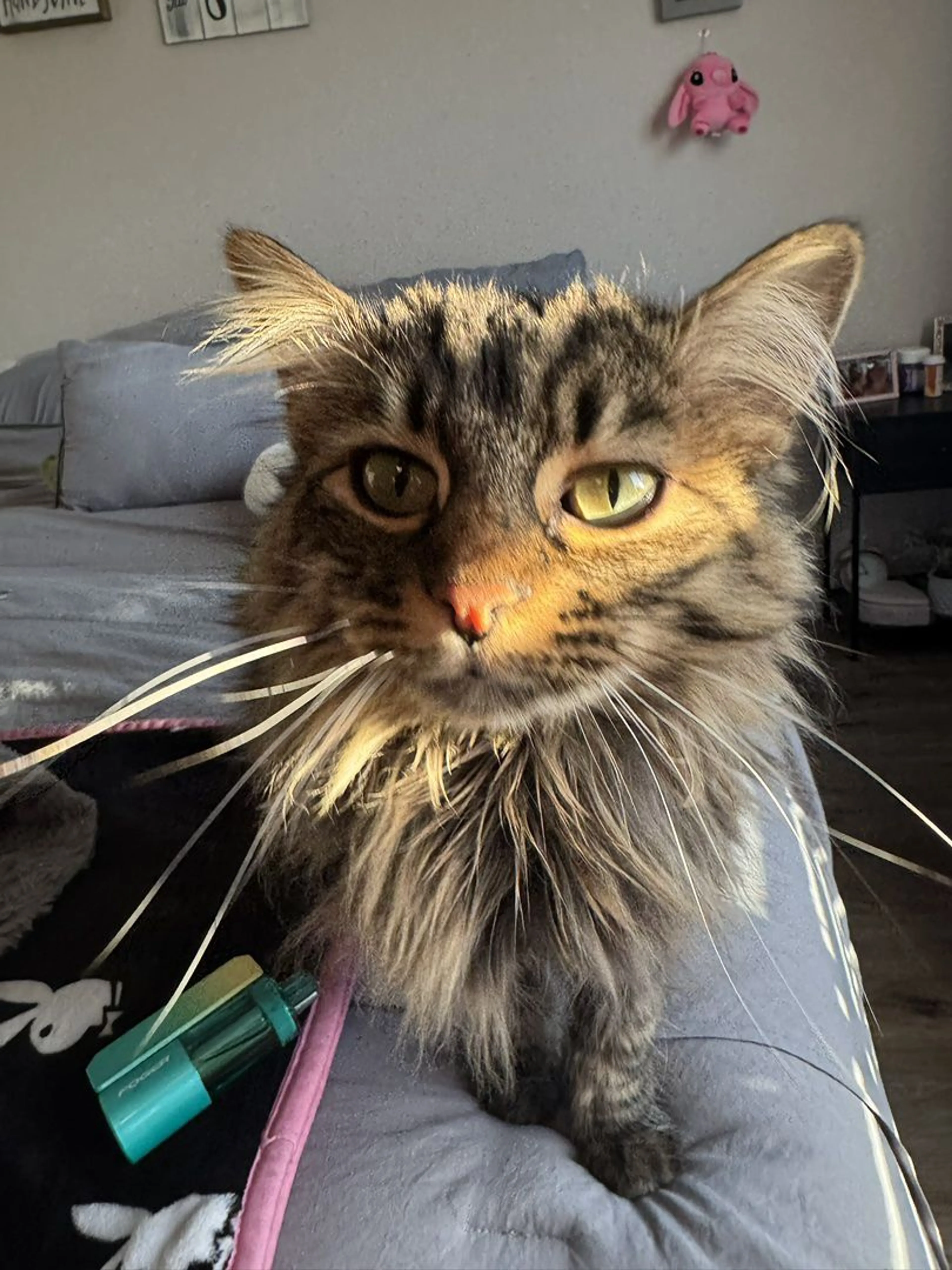 Lost pet-0
