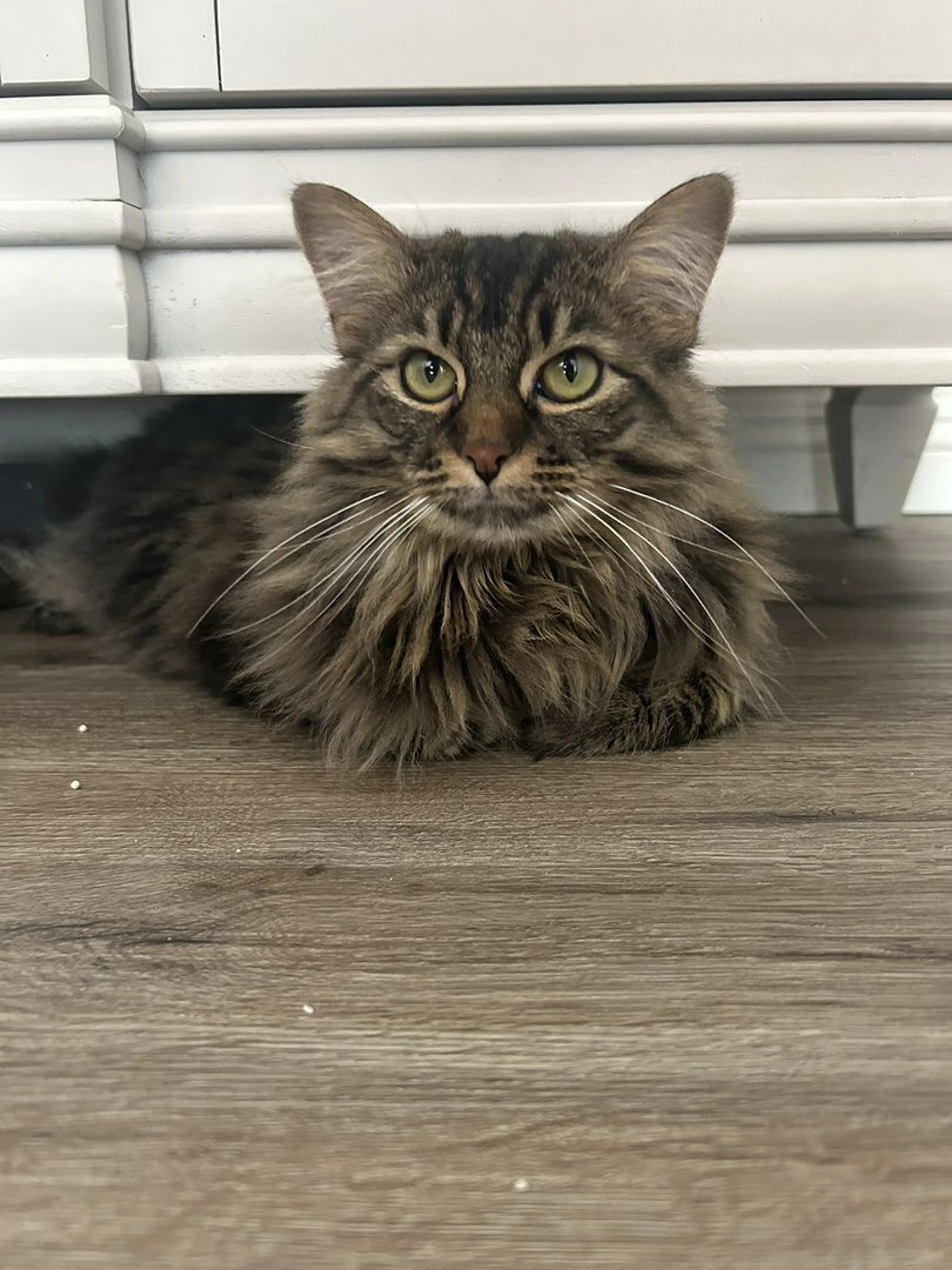 Lost pet-3