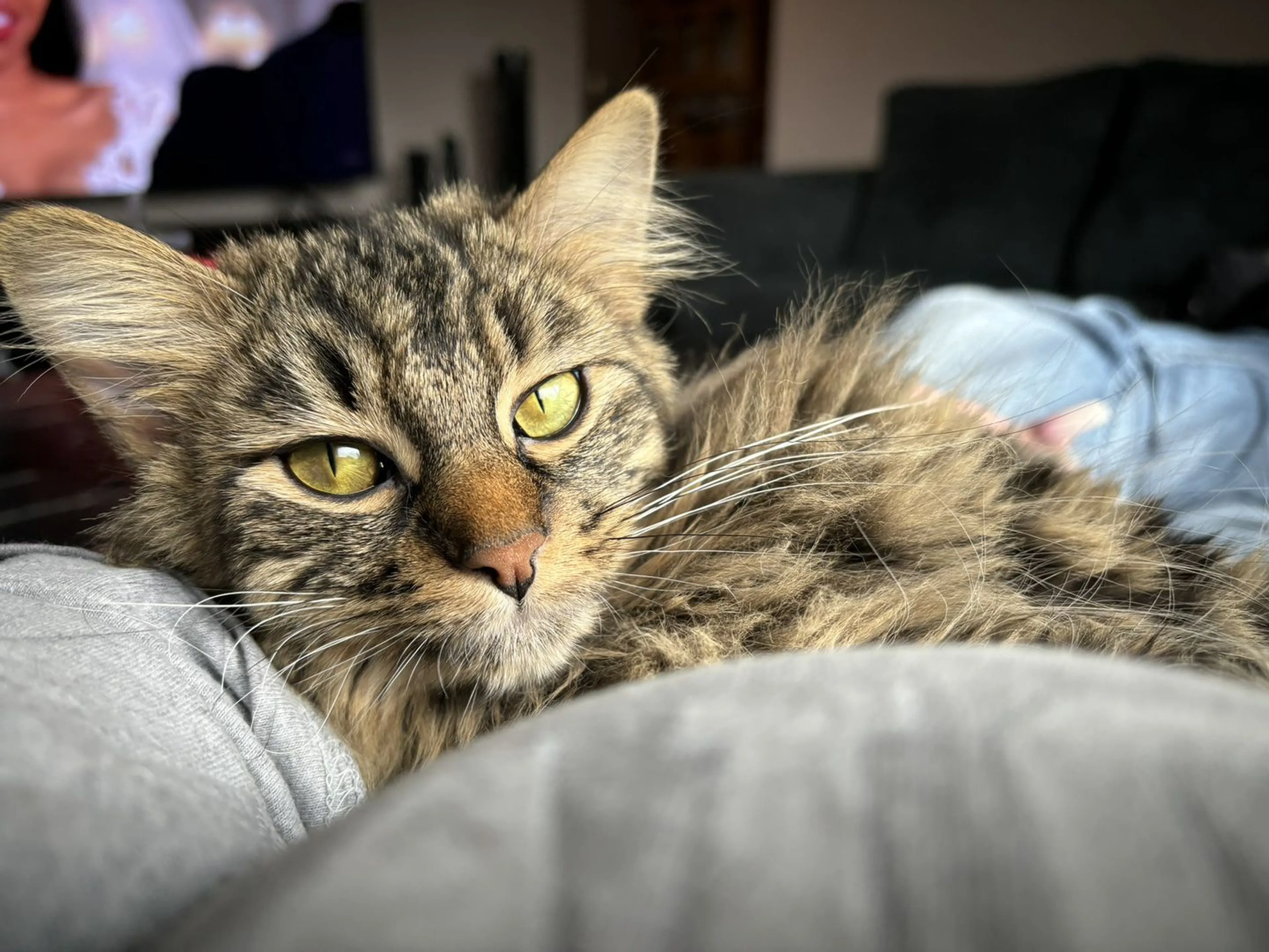 Lost pet-4