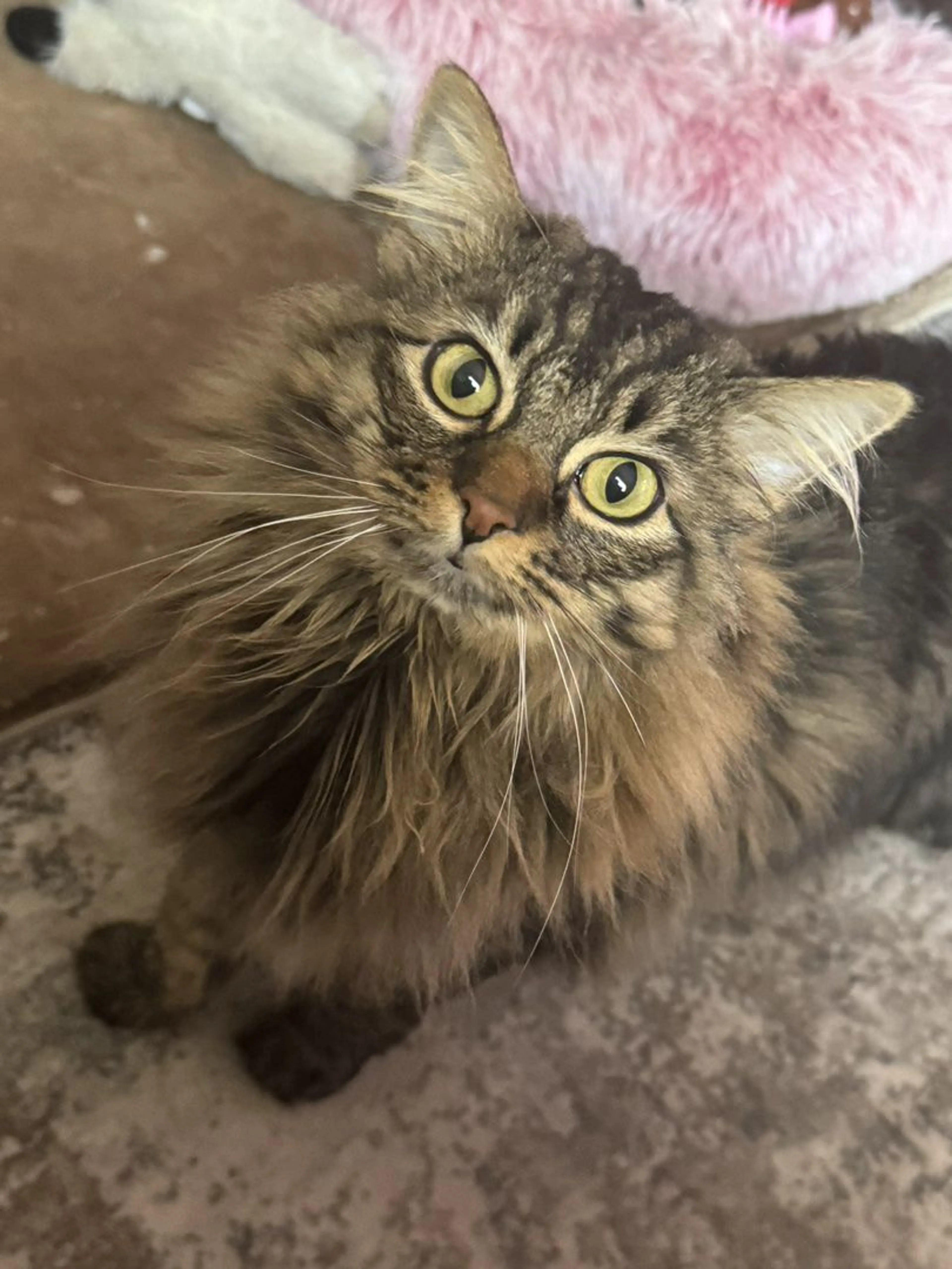 Lost pet-2