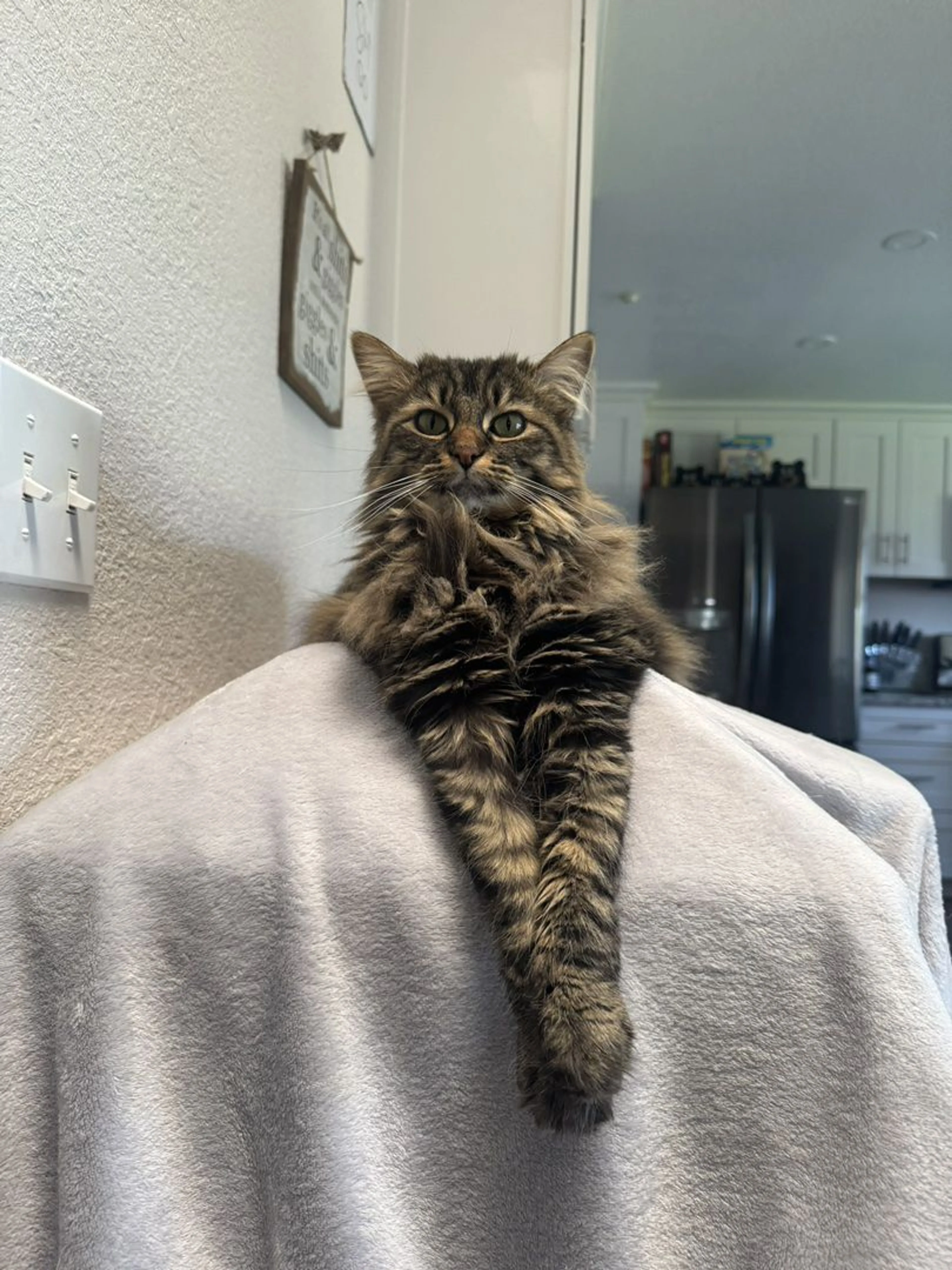 Lost pet-1