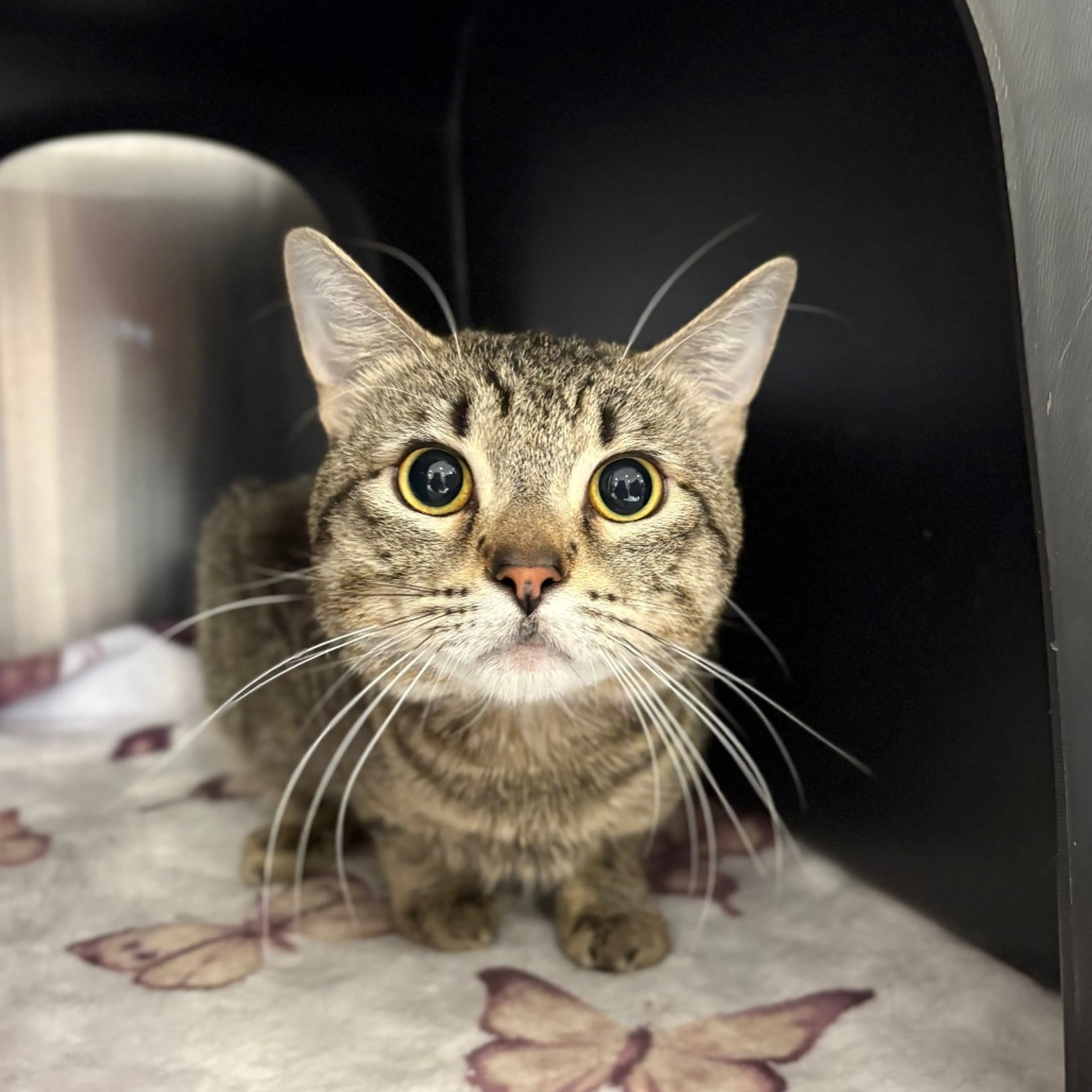 Found pet-1
