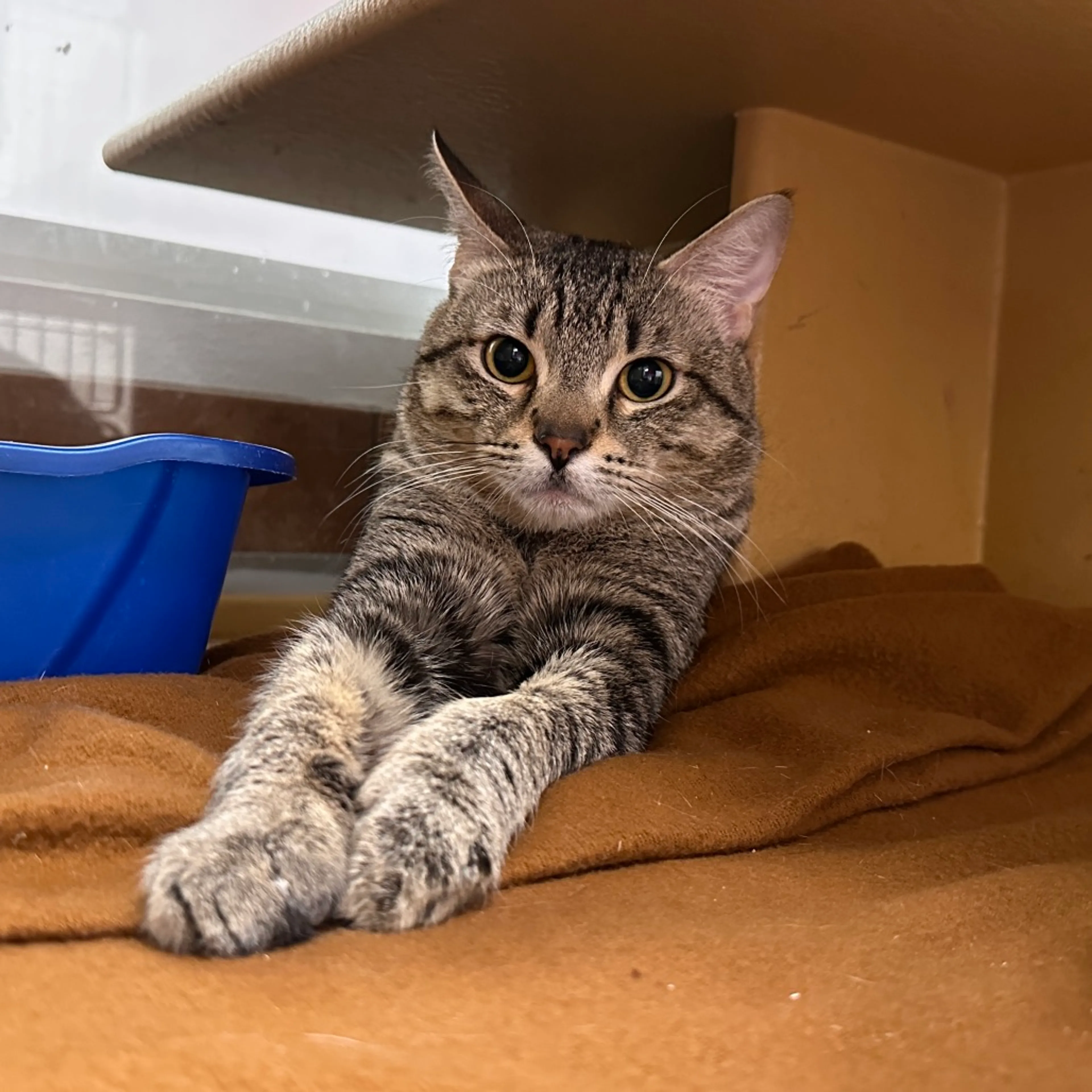 Found pet-2