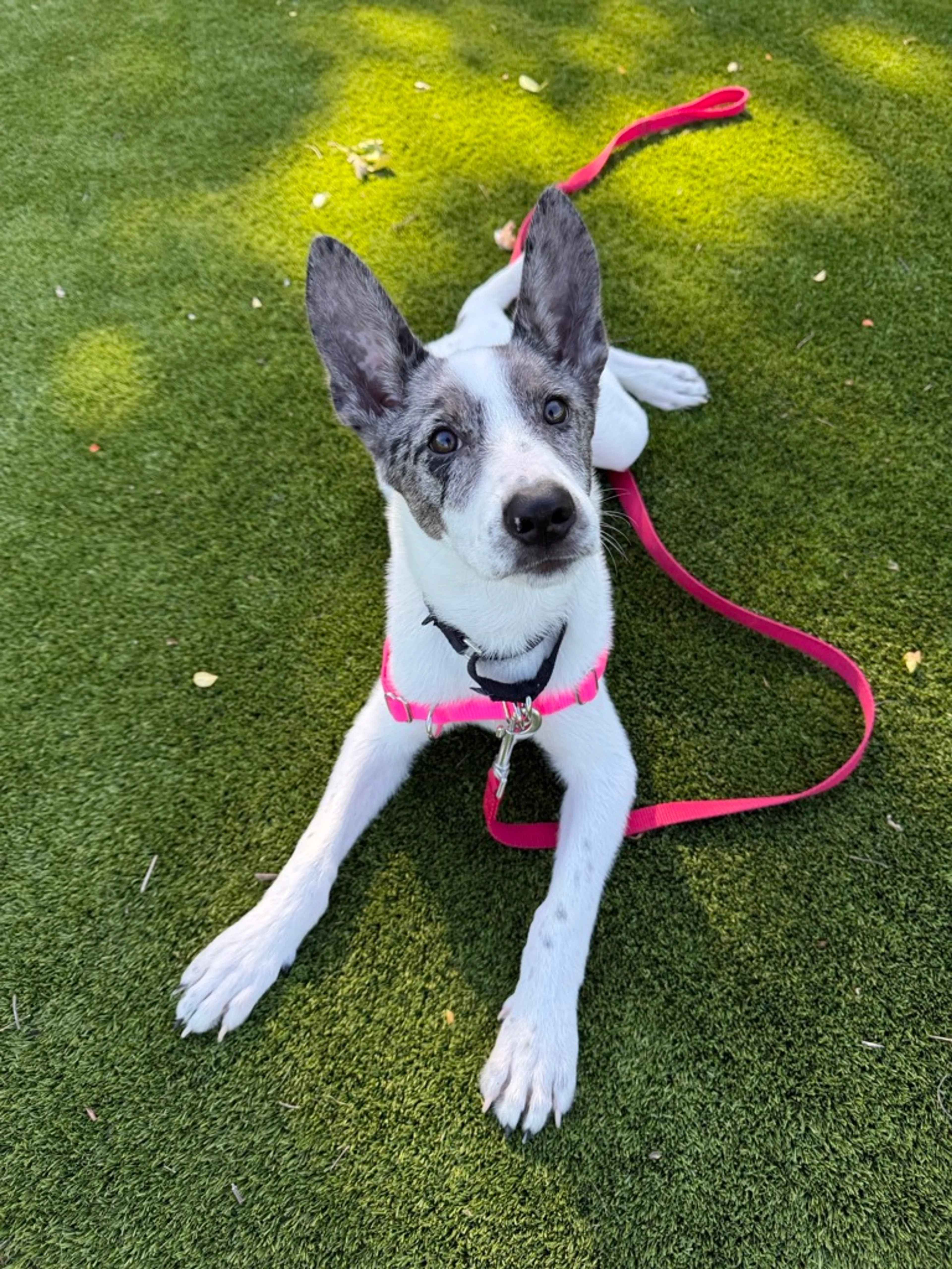 Found pet-2