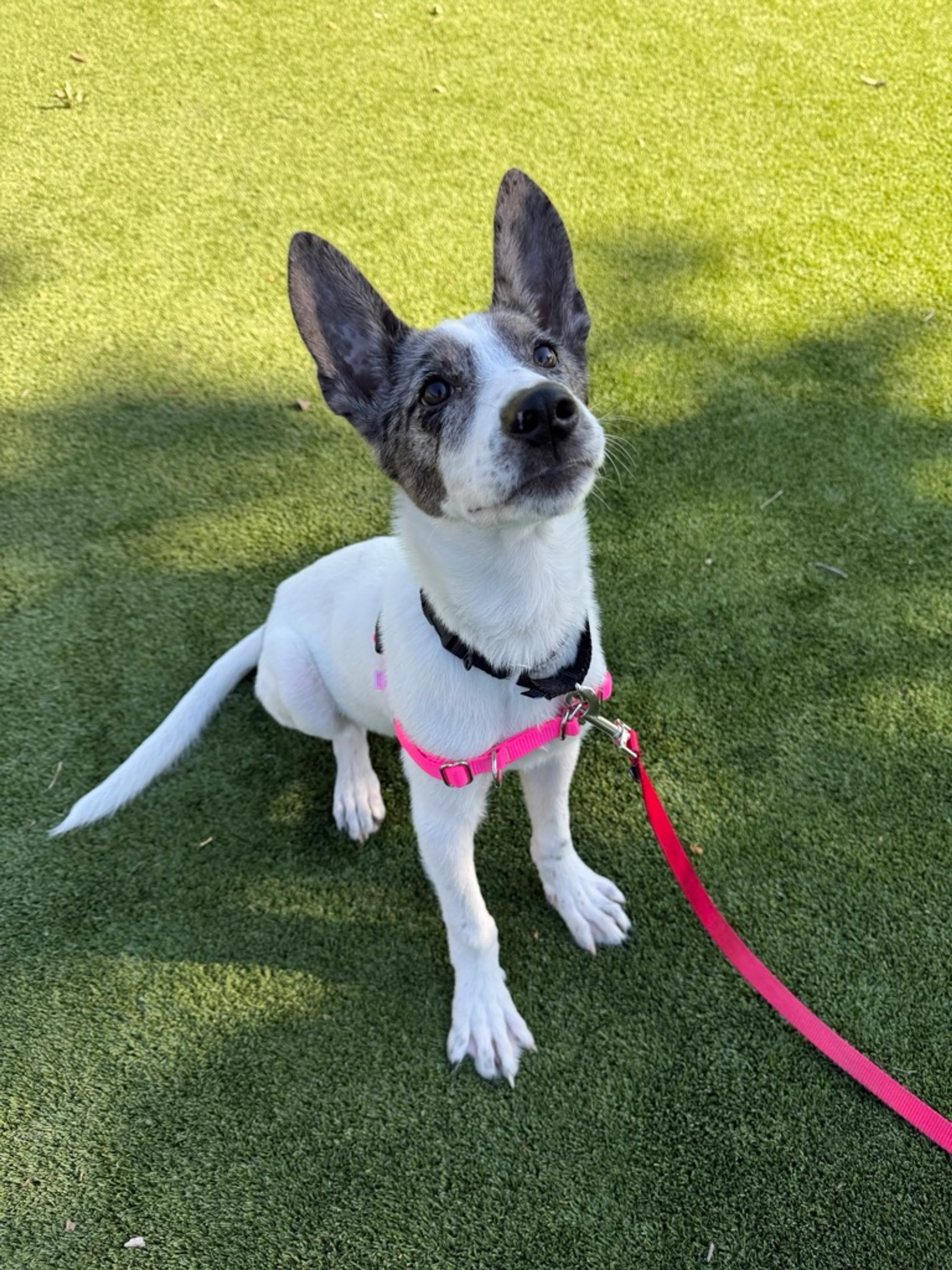 Found pet-1