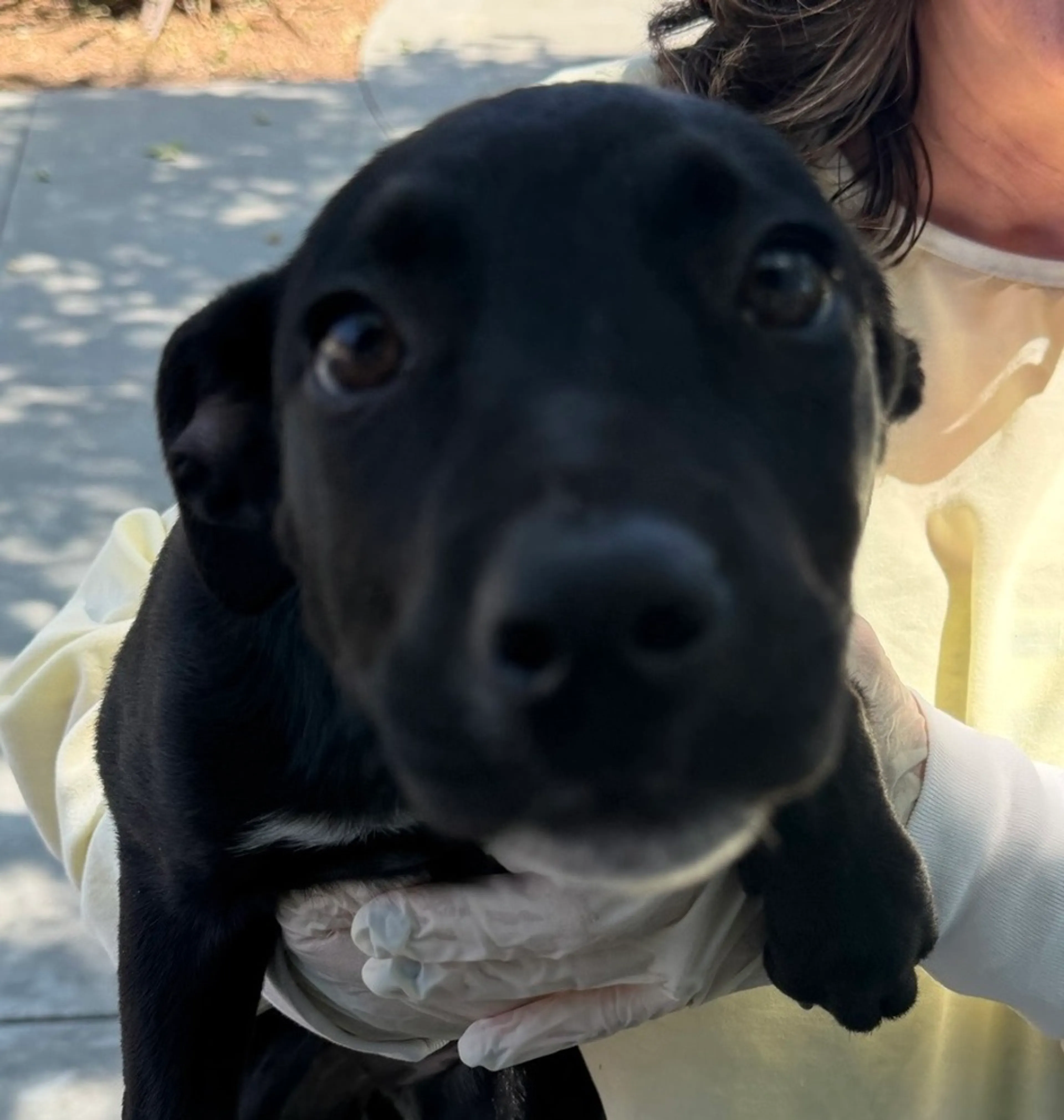 Found pet