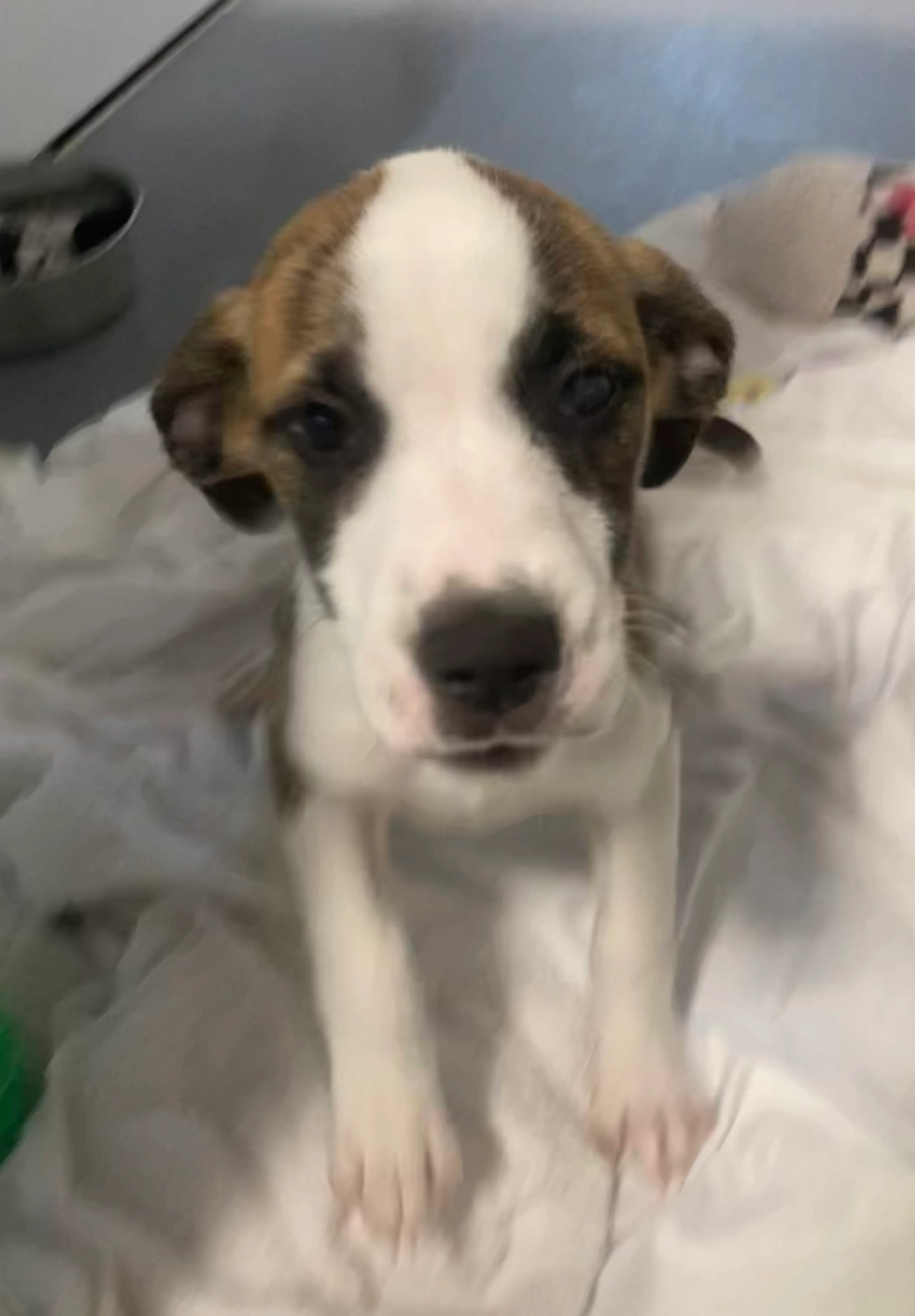 Found pet