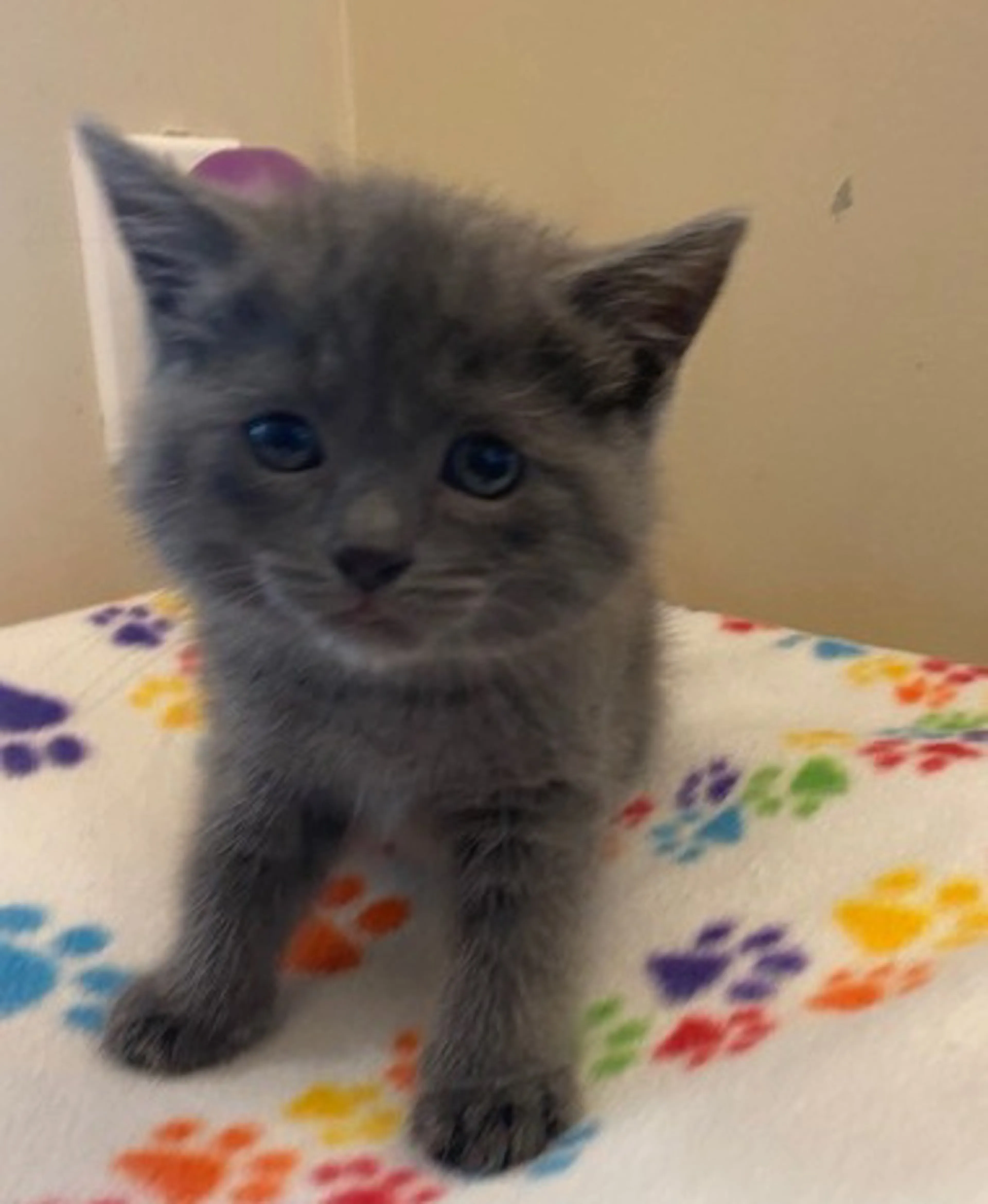 Found pet