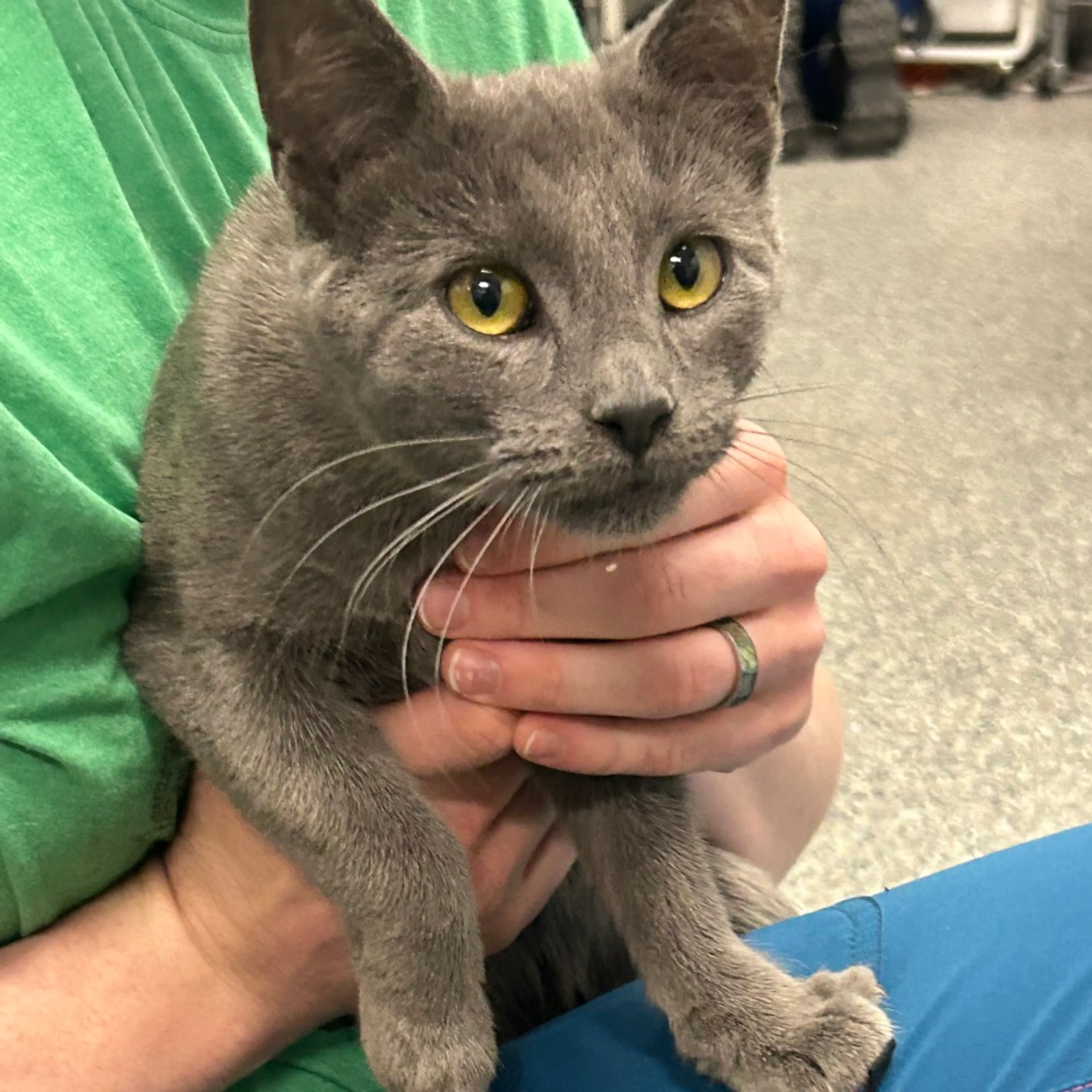Found pet