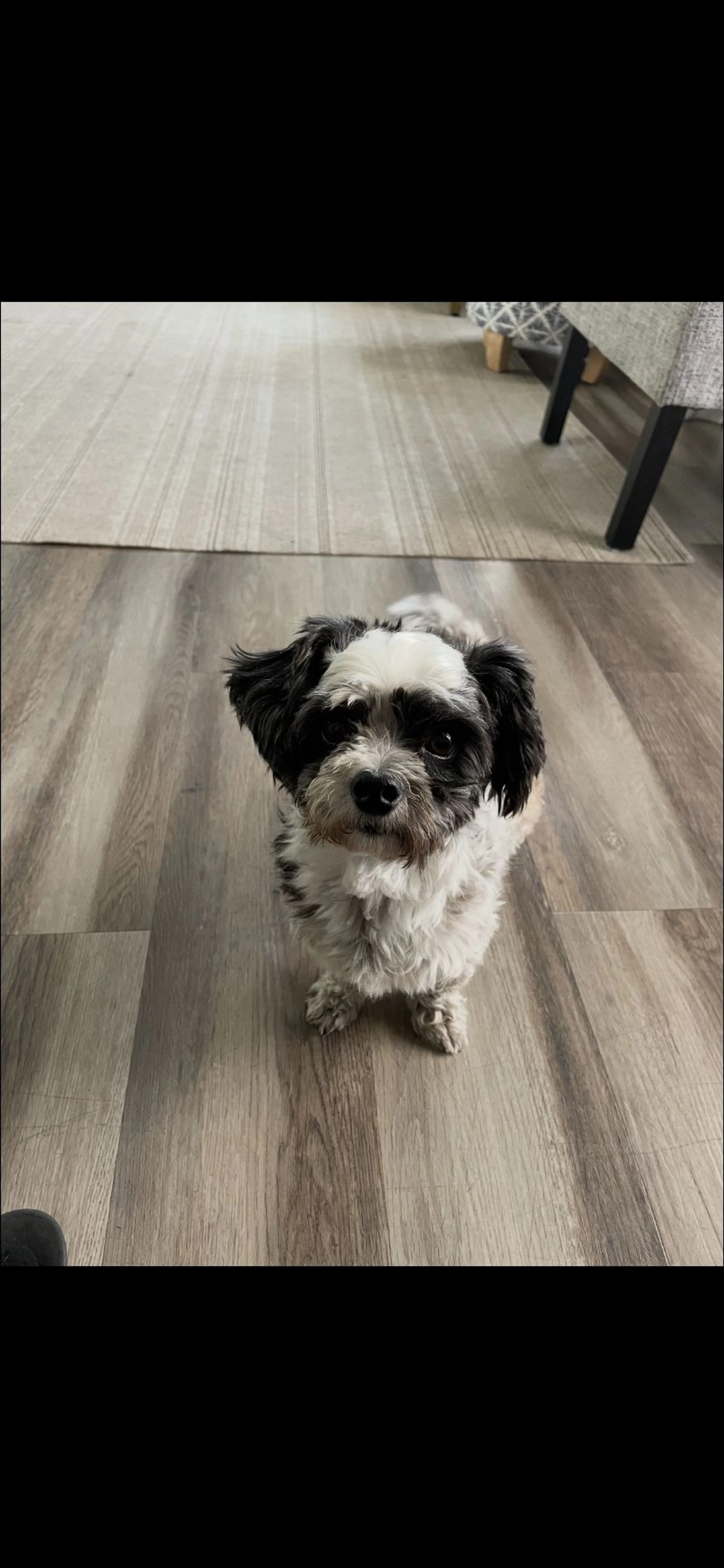 Lost pet