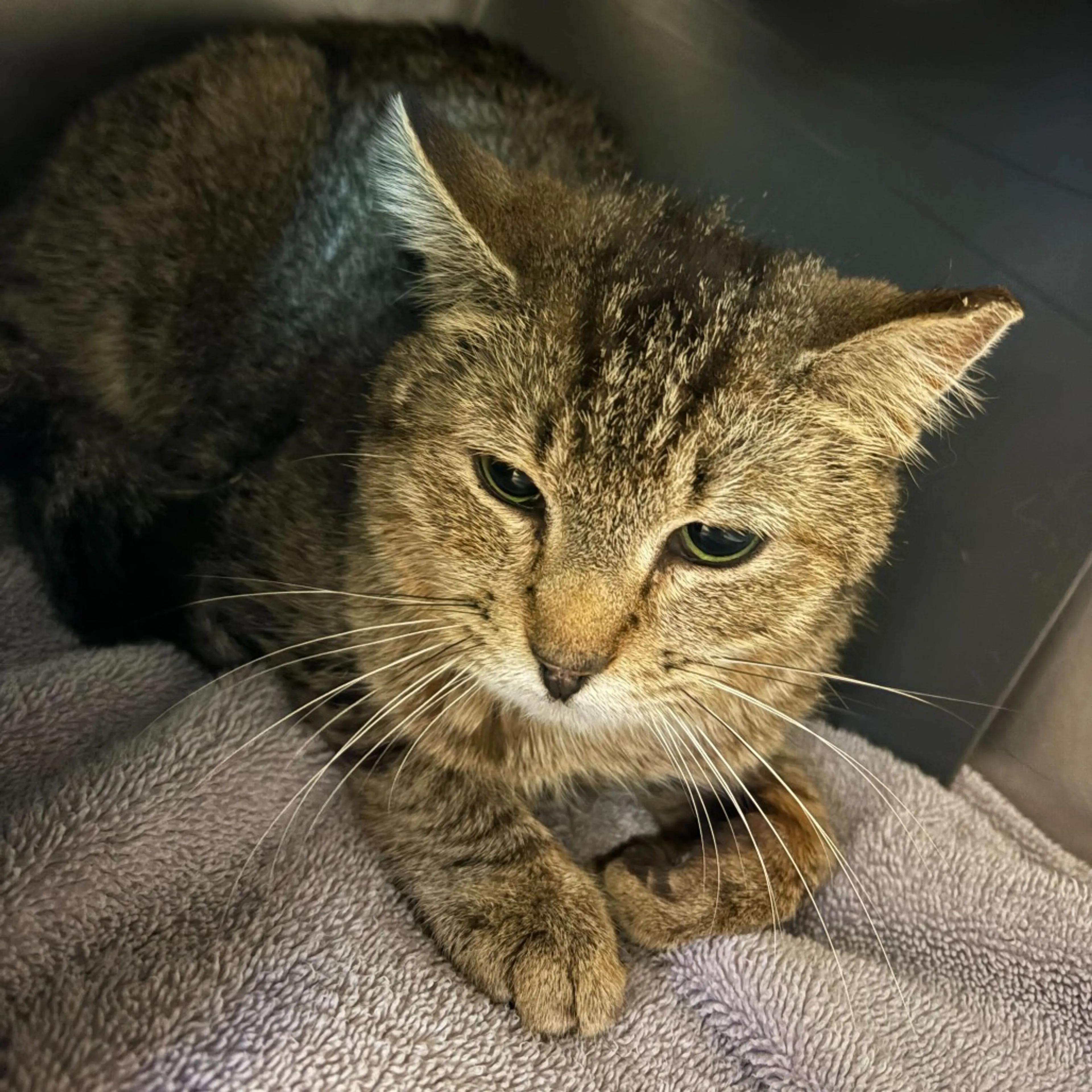 Found pet-1