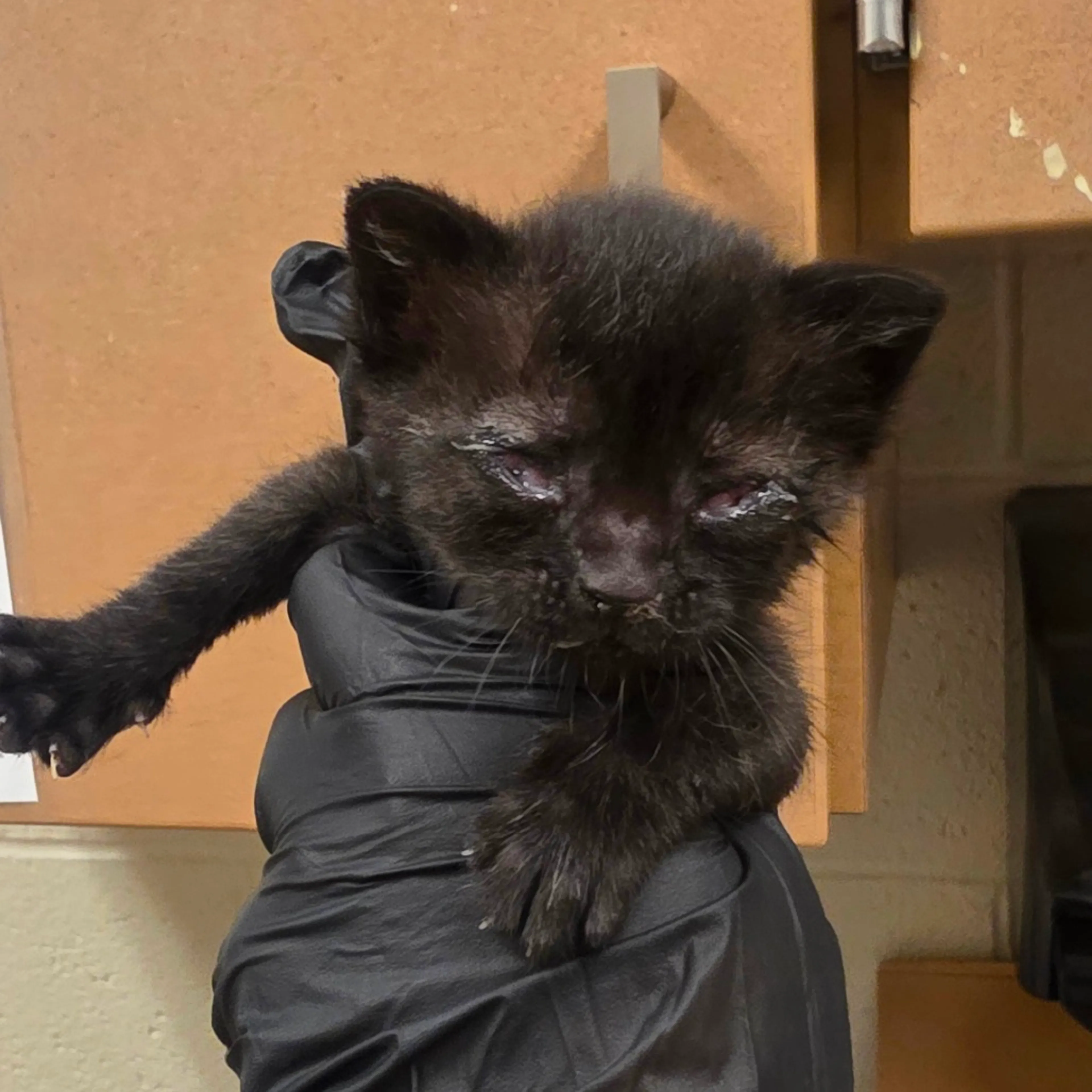 Found pet