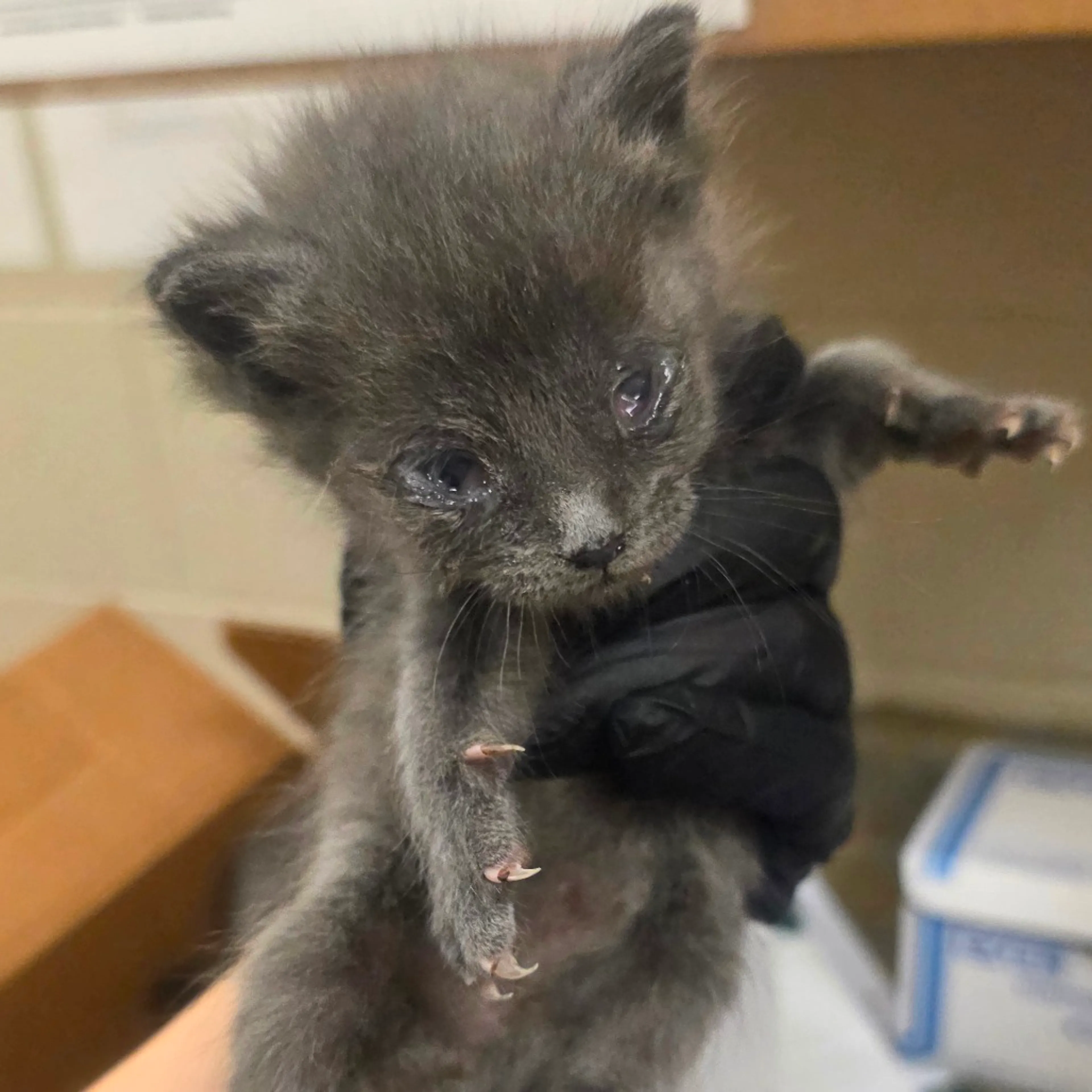 Found pet